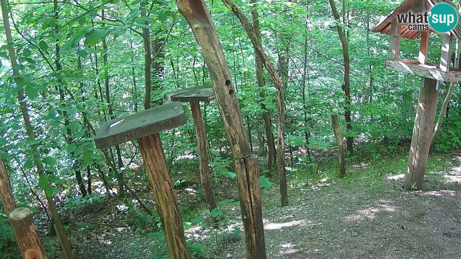 Hranilice za ptice u ZOO web kamera Ljubljana