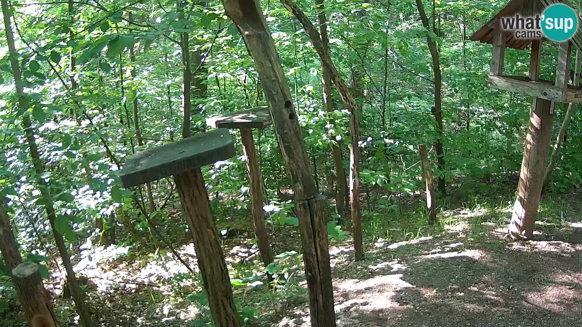 Comederos para pájaros en ZOO Ljubljana camera en vivo