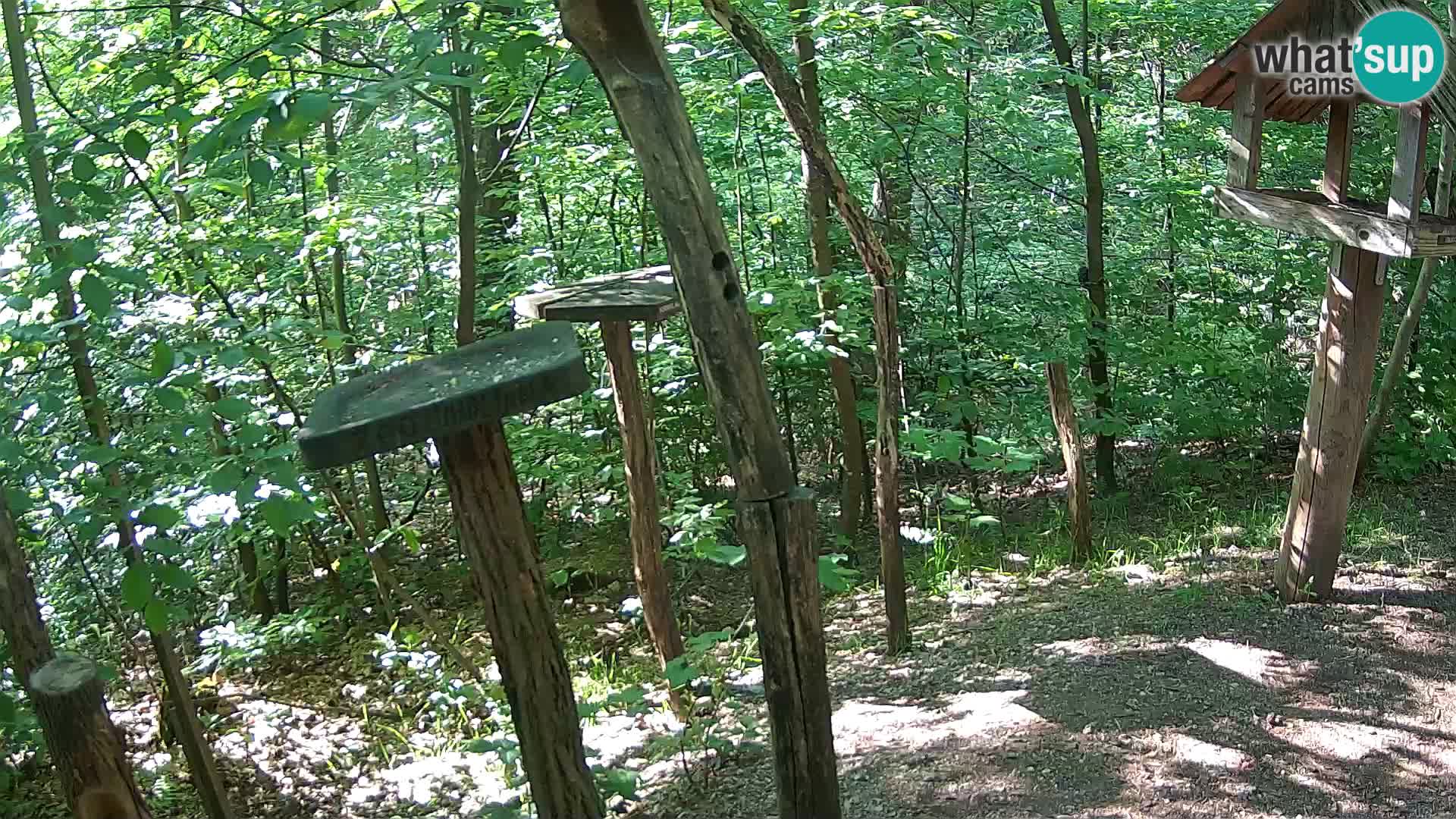 Mangiatoie per uccelli allo ZOO di Lubiana livecam