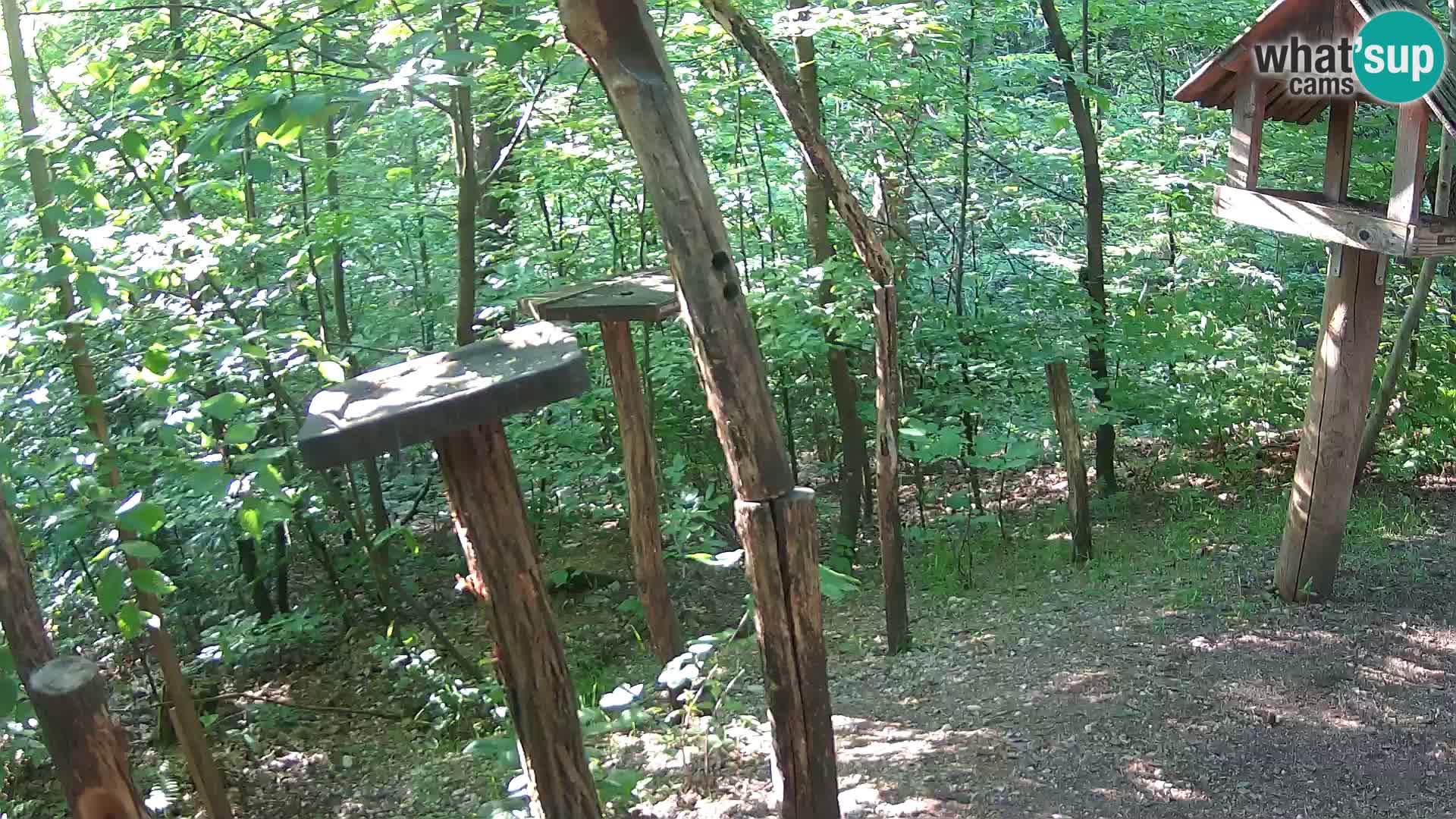 Hranilice za ptice u ZOO web kamera Ljubljana