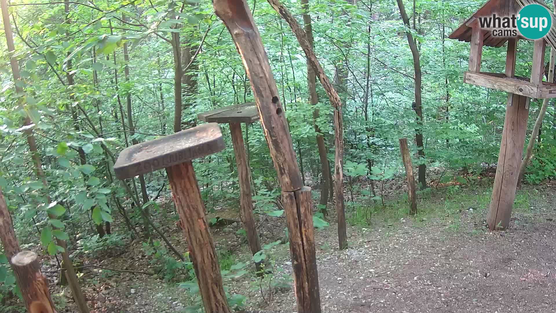 Mangiatoie per uccelli allo ZOO di Lubiana livecam