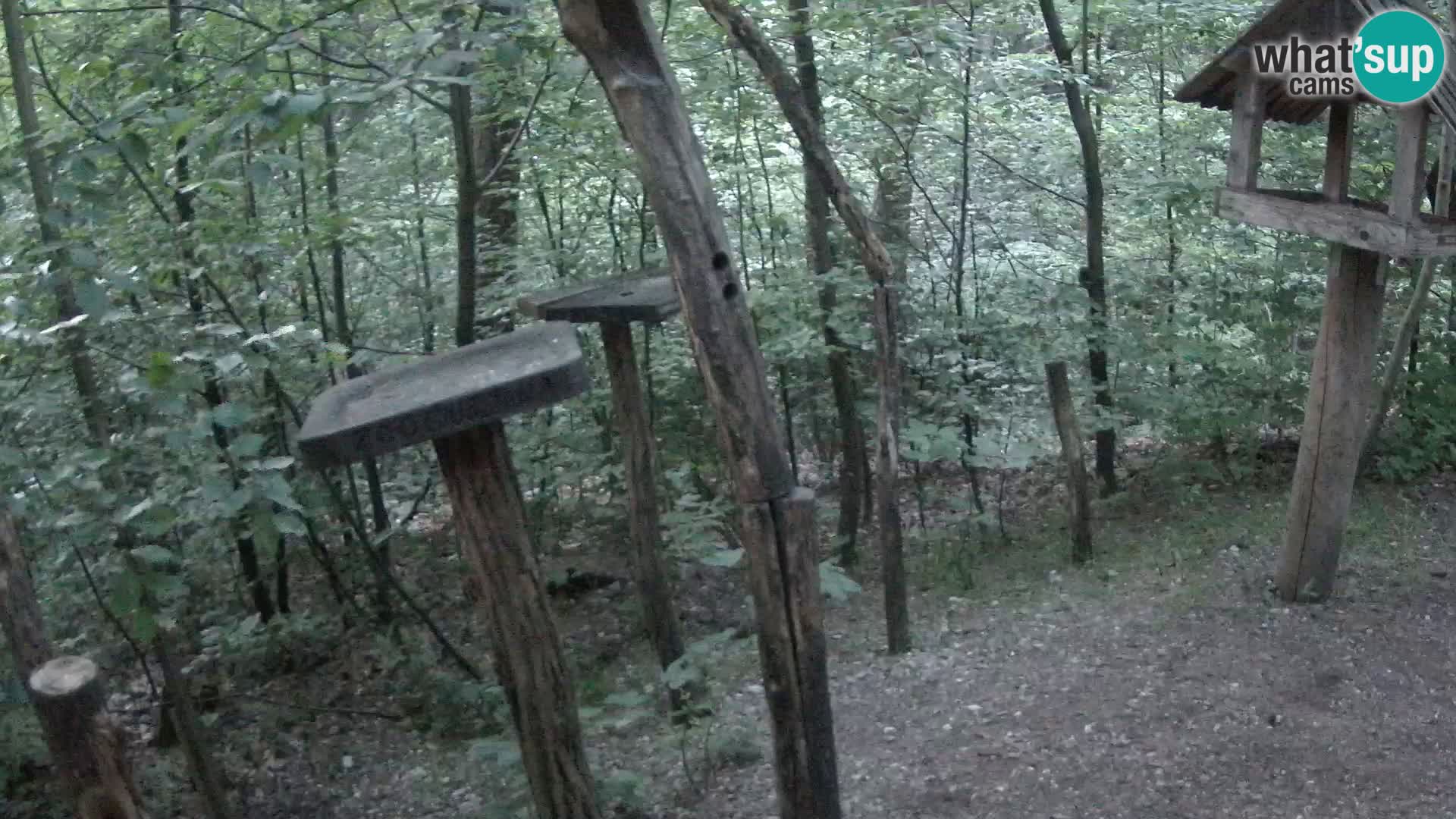 Hranilice za ptice u ZOO web kamera Ljubljana