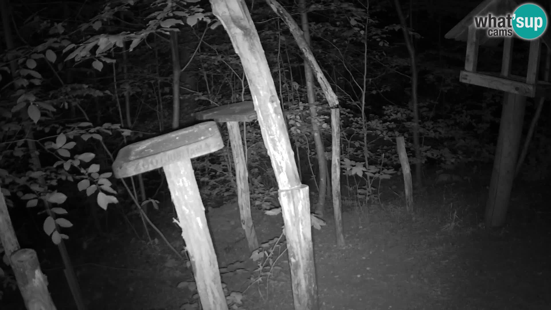 Mangiatoie per uccelli allo ZOO di Lubiana livecam