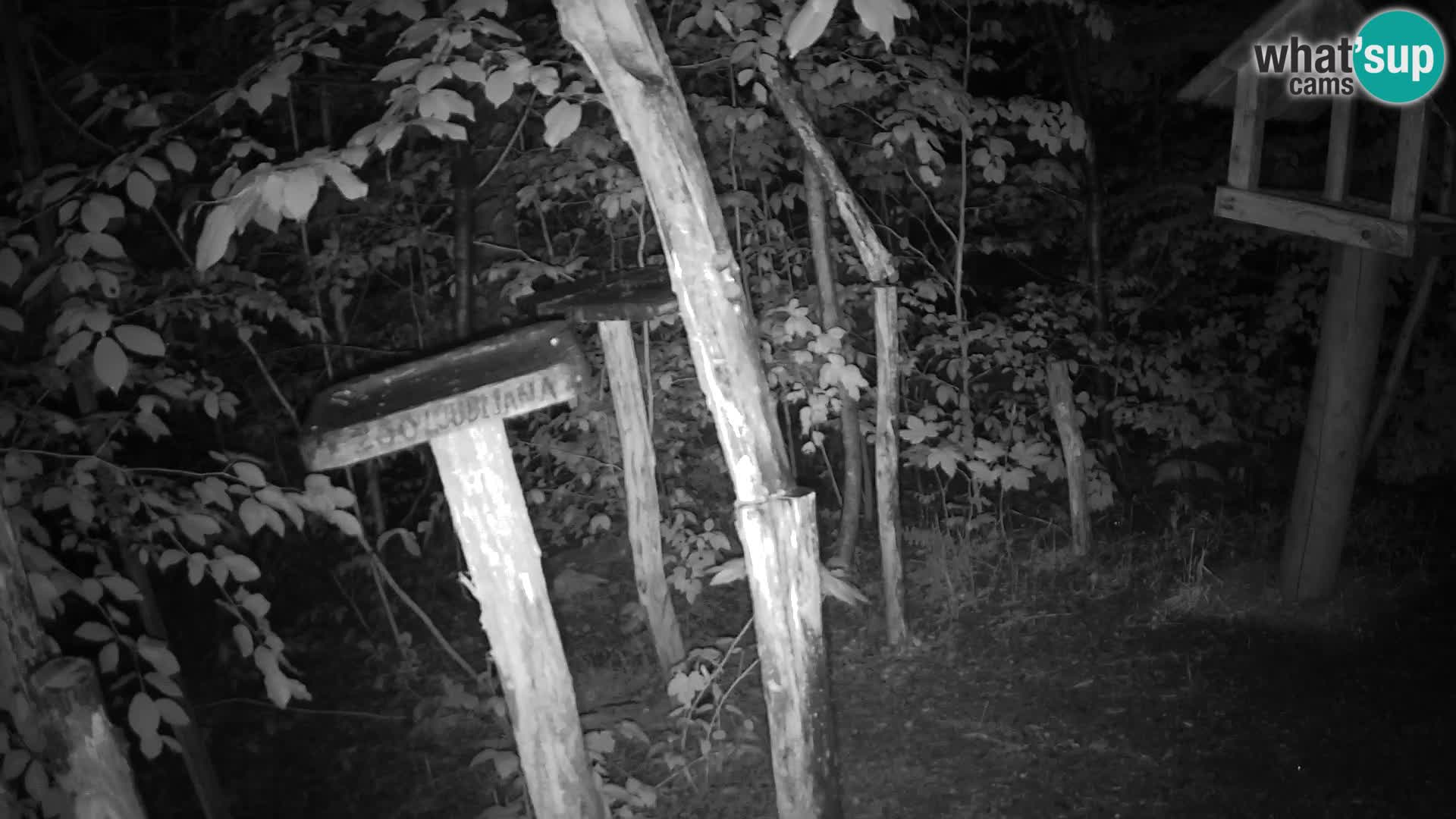 Bird feeders at ZOO Ljubljana webcam