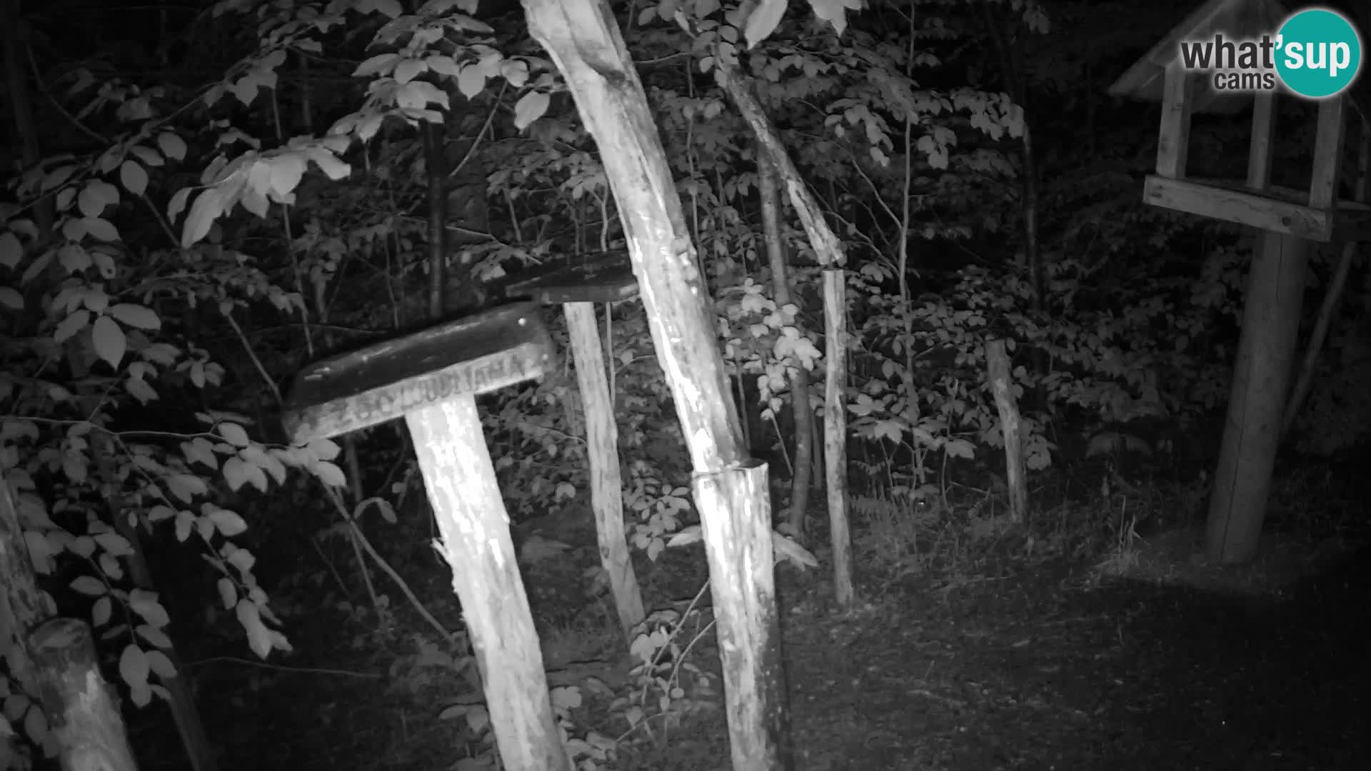 Mangiatoie per uccelli allo ZOO di Lubiana livecam