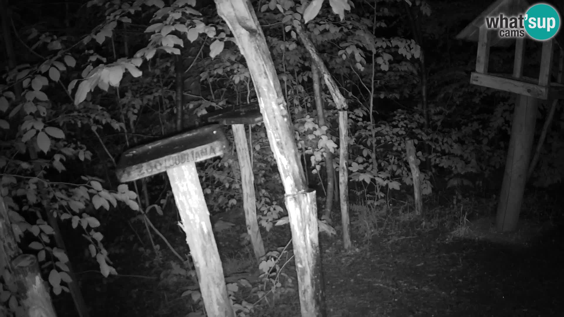 Comederos para pájaros en ZOO Ljubljana camera en vivo