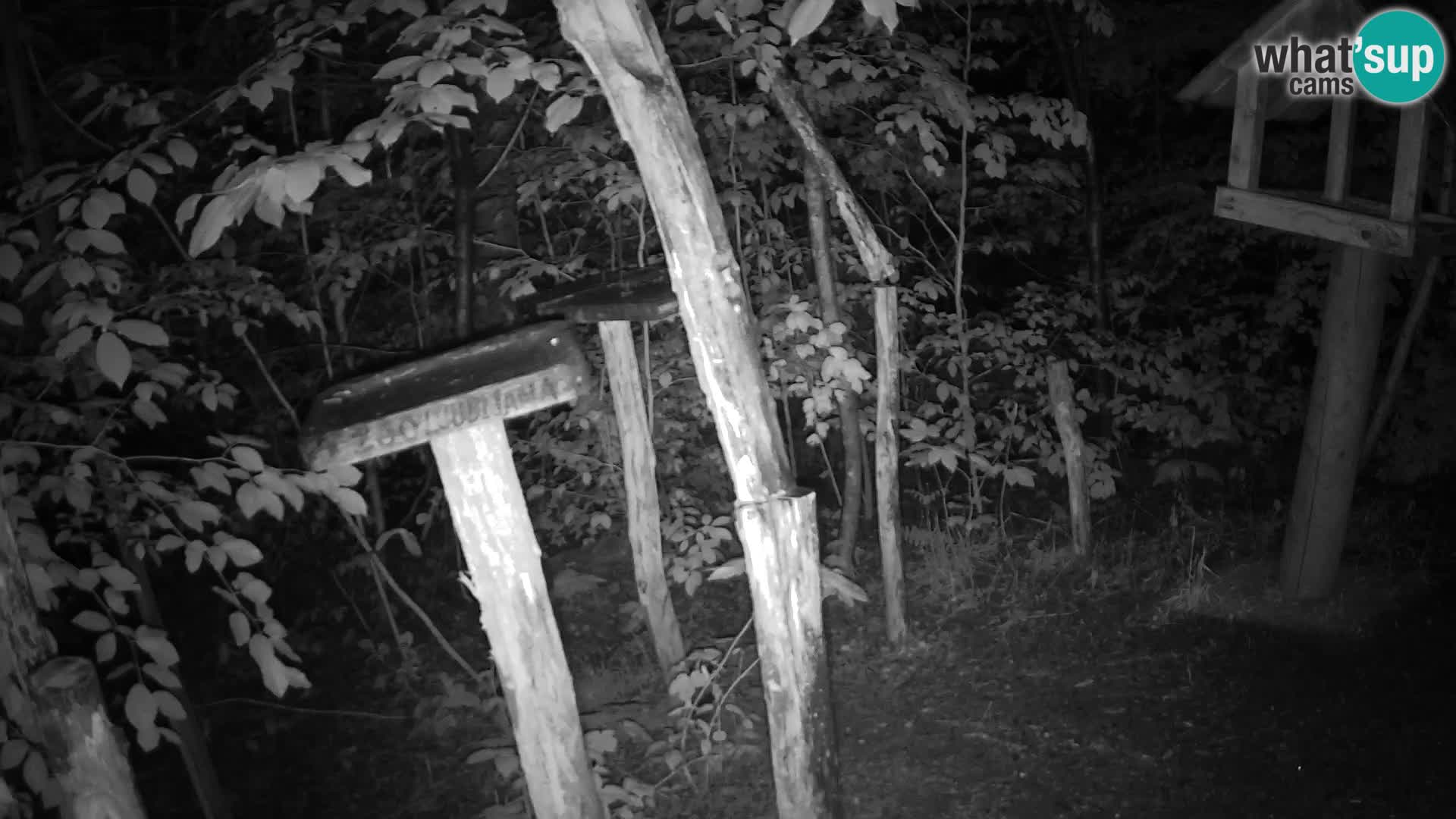 Mangiatoie per uccelli allo ZOO di Lubiana livecam