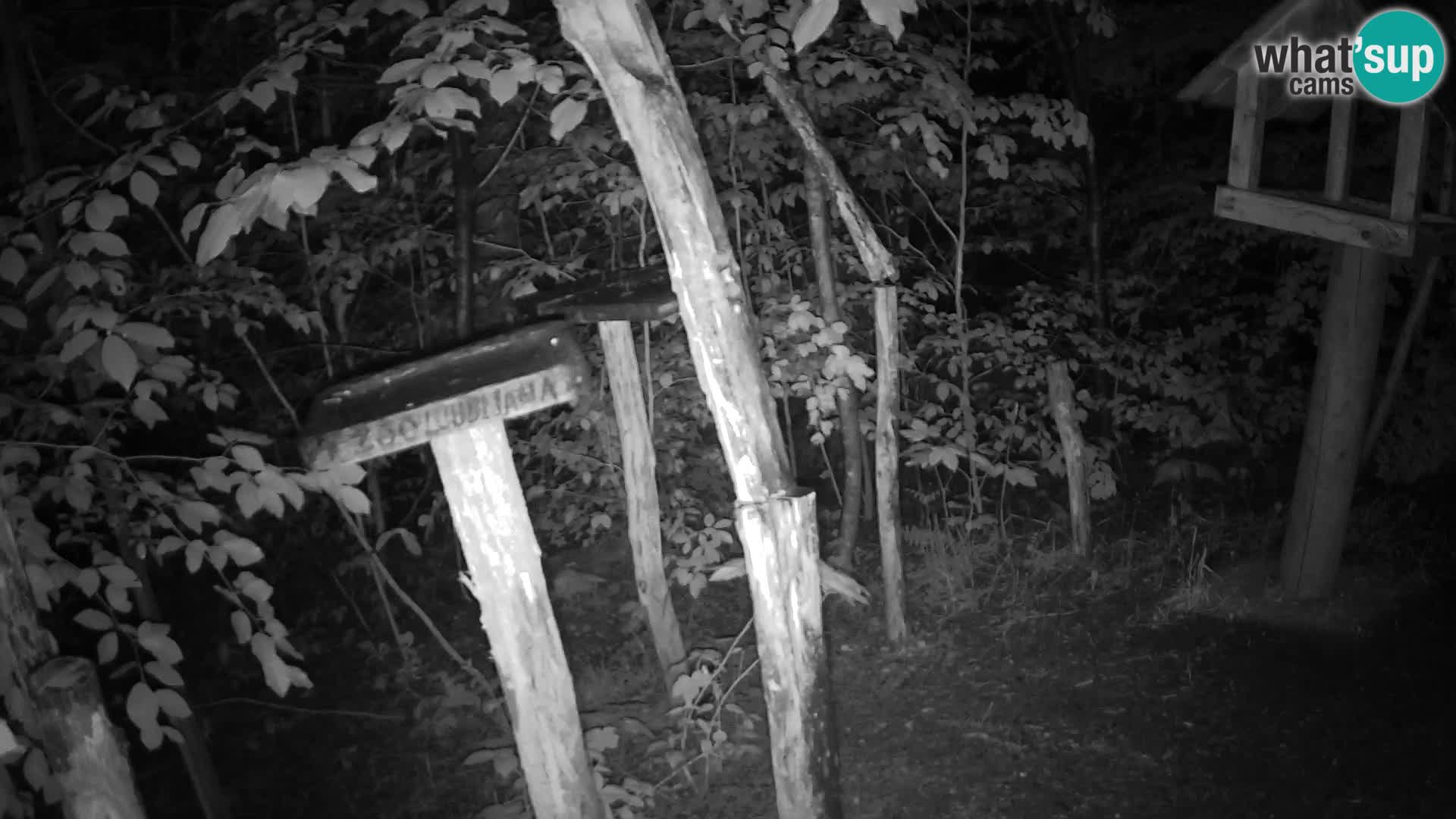 Mangiatoie per uccelli allo ZOO di Lubiana livecam