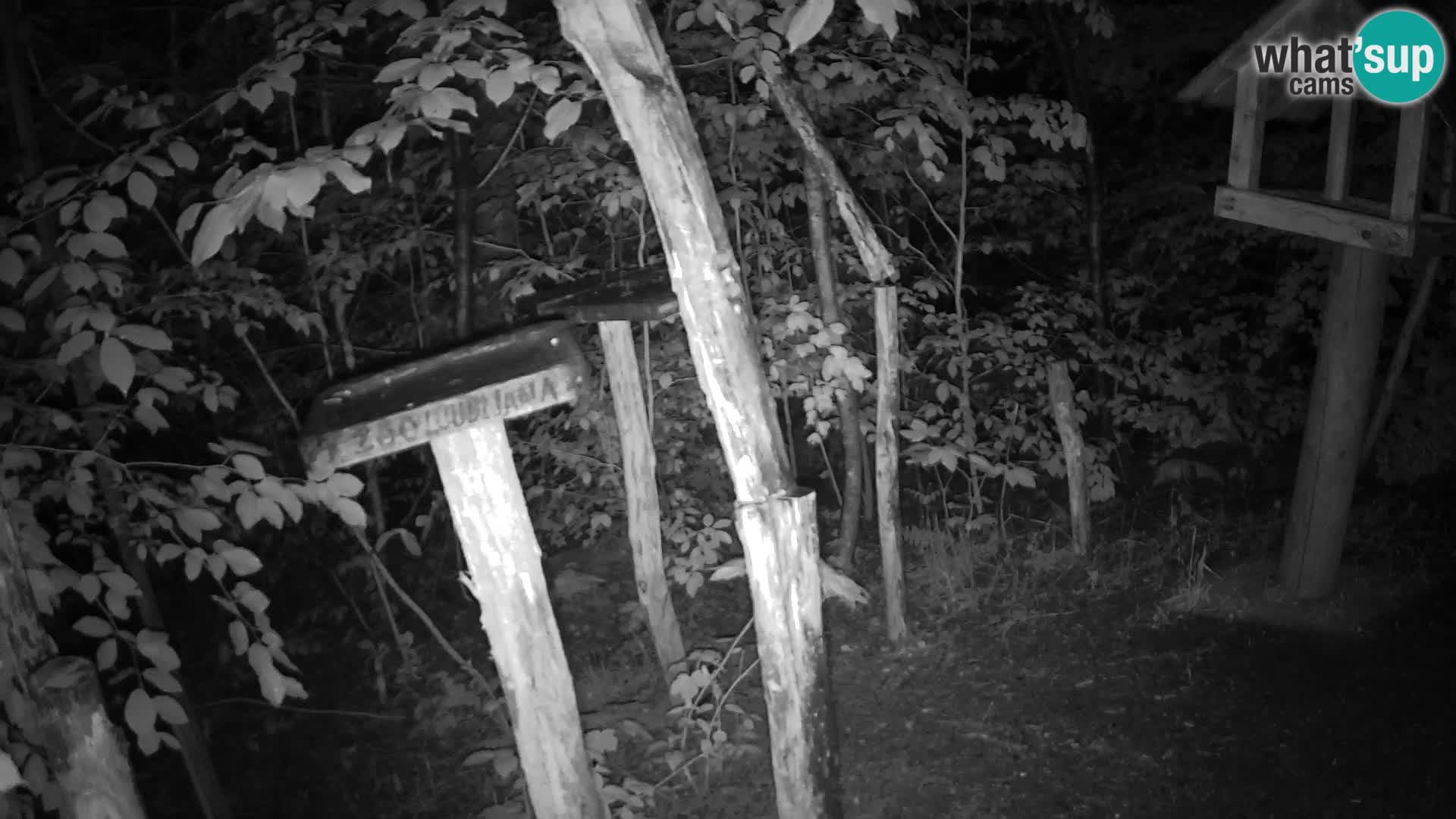 Mangiatoie per uccelli allo ZOO di Lubiana livecam