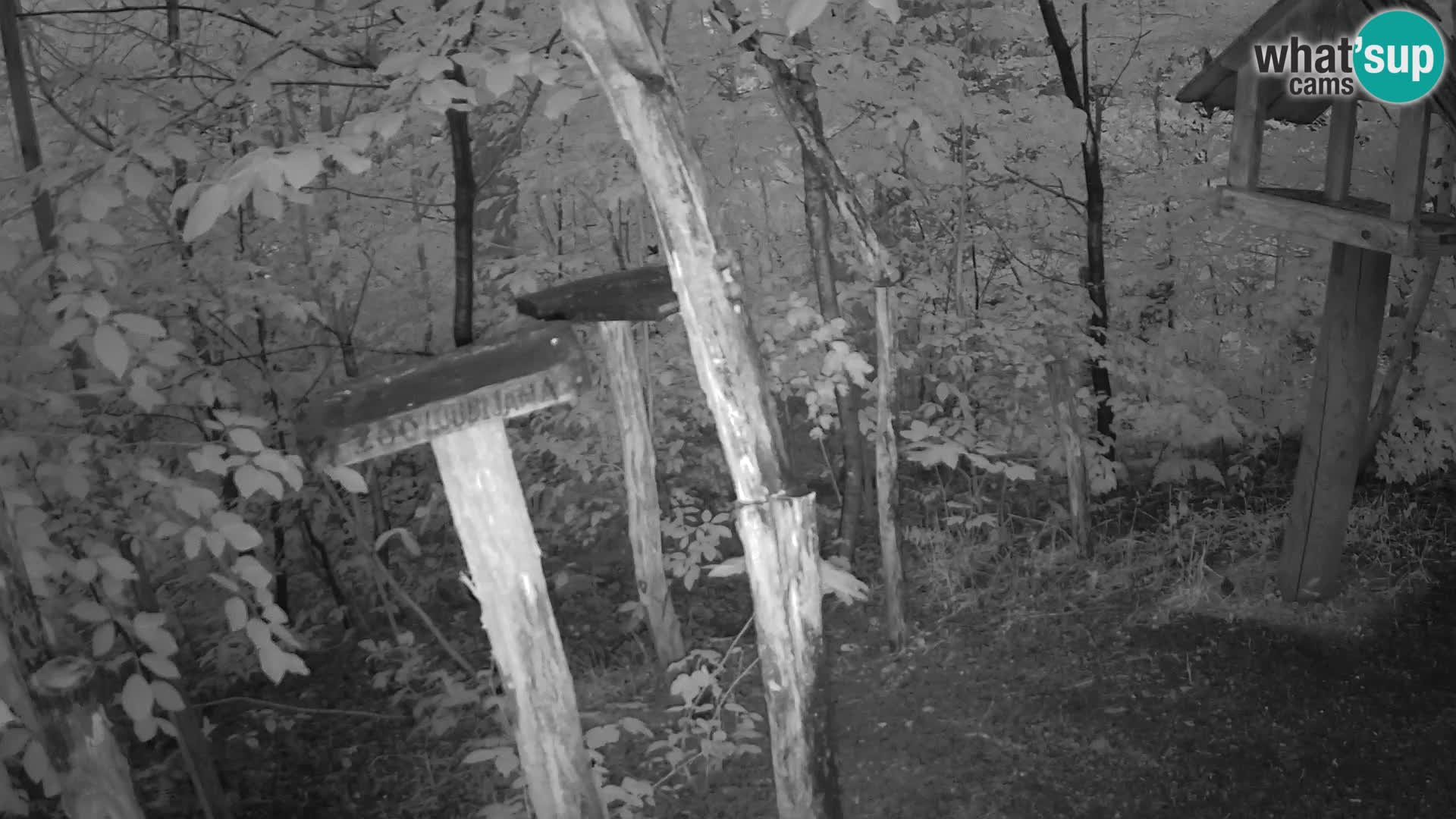 Krmilnice za ptiče v ZOO Ljubljana spletna kamera