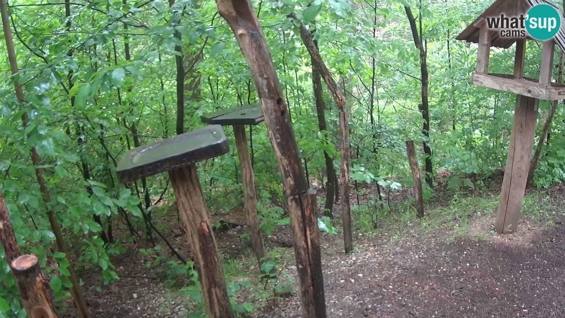 Krmilnice za ptiče v ZOO Ljubljana spletna kamera