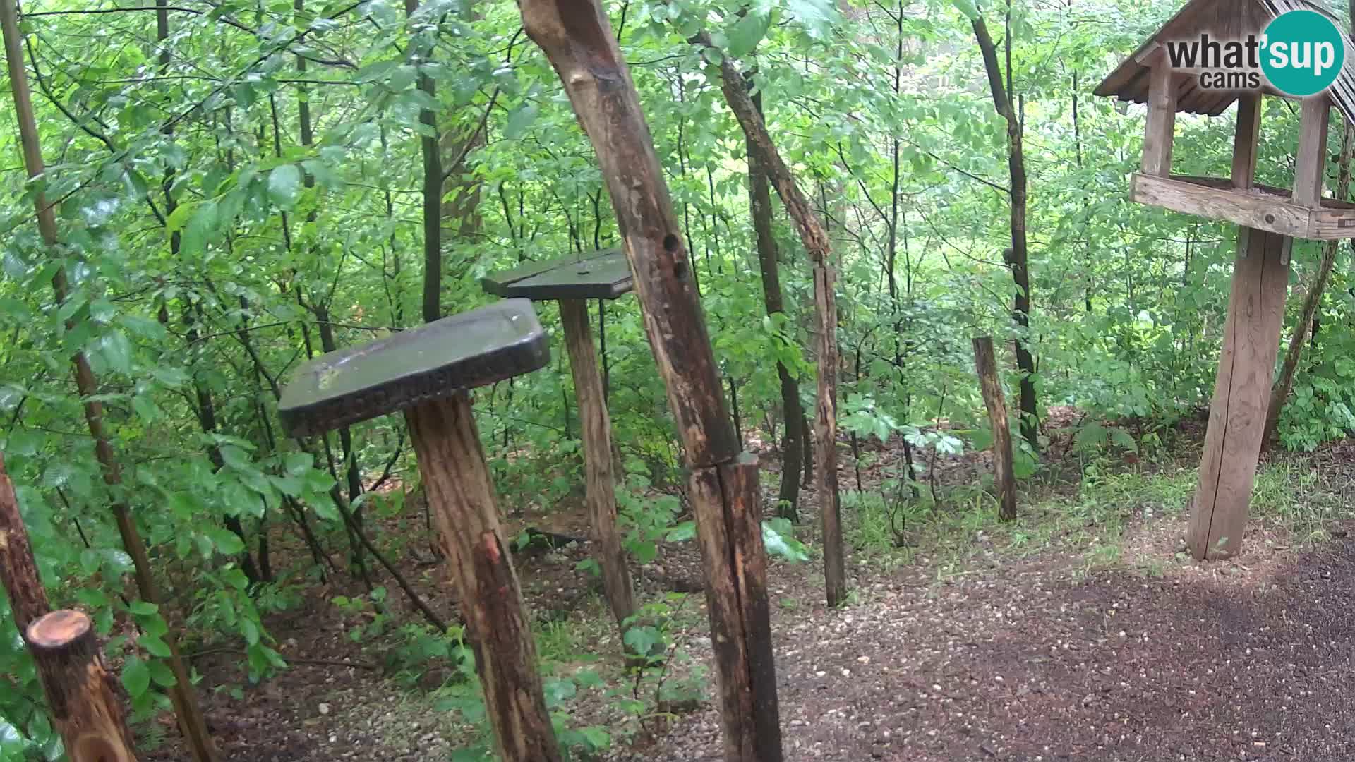 Vogelfutterhäuschen im ZOO webcam Ljubljana
