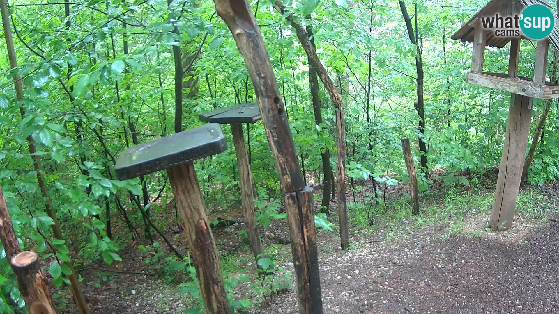 Krmilnice za ptiče v ZOO Ljubljana spletna kamera