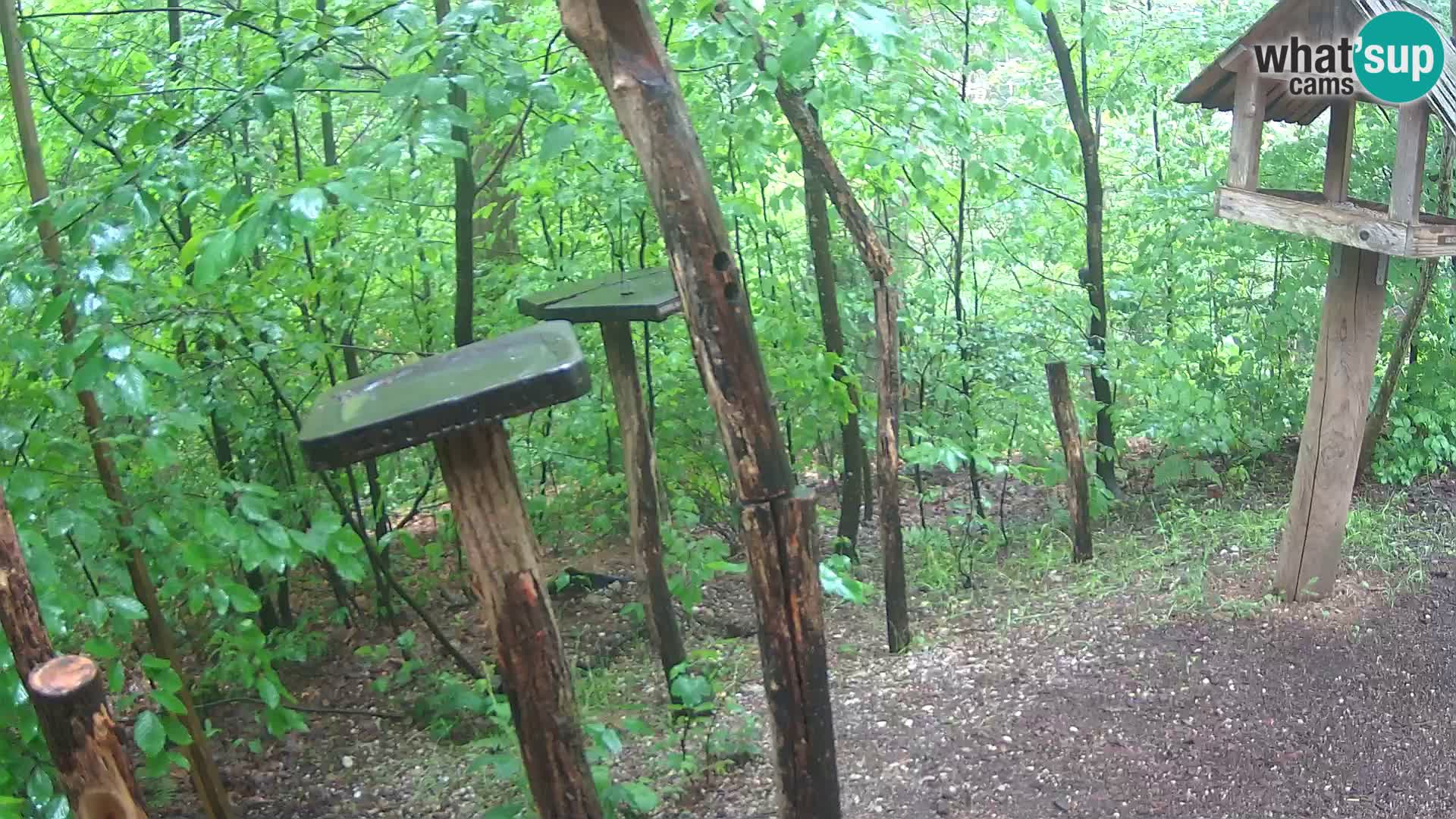 Comederos para pájaros en ZOO Ljubljana camera en vivo