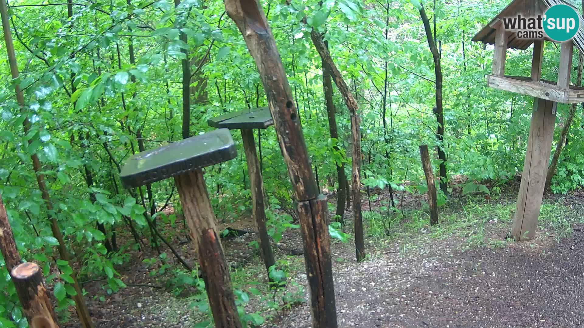 Comederos para pájaros en ZOO Ljubljana camera en vivo