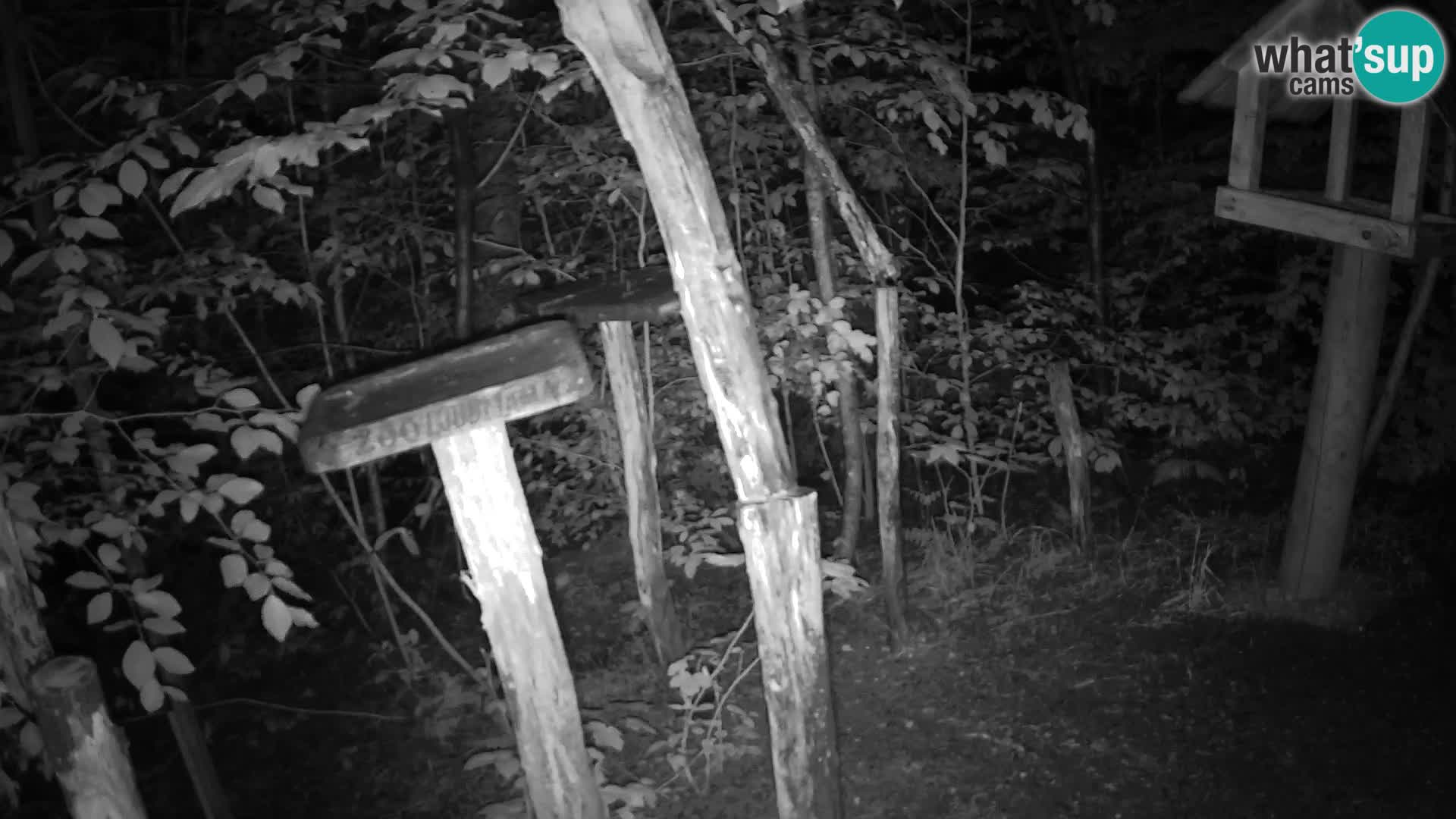 Krmilnice za ptiče v ZOO Ljubljana spletna kamera