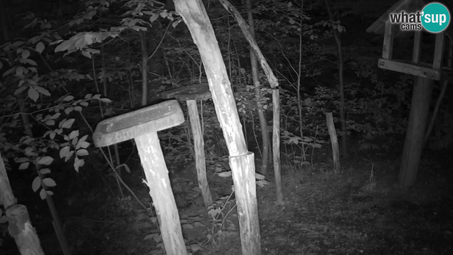 Mangiatoie per uccelli allo ZOO di Lubiana livecam