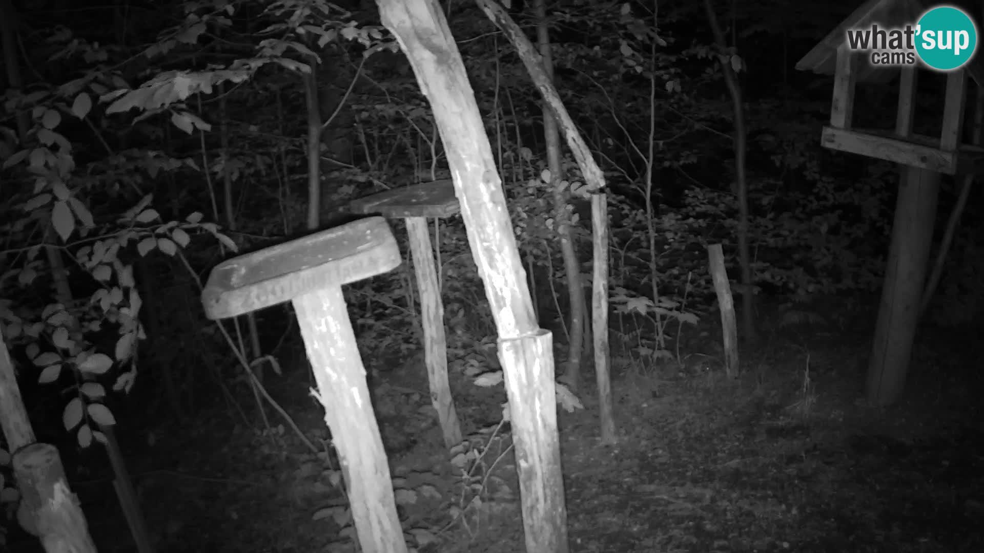 Vogelfutterhäuschen im ZOO webcam Ljubljana