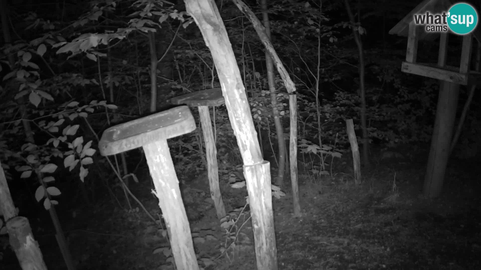 Mangeoires pour oiseaux au ZOO live webcam Ljubljana