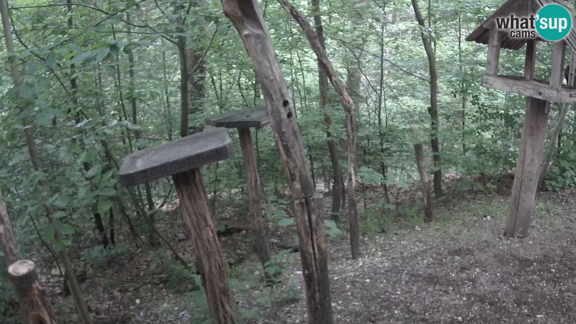 Comederos para pájaros en ZOO Ljubljana camera en vivo