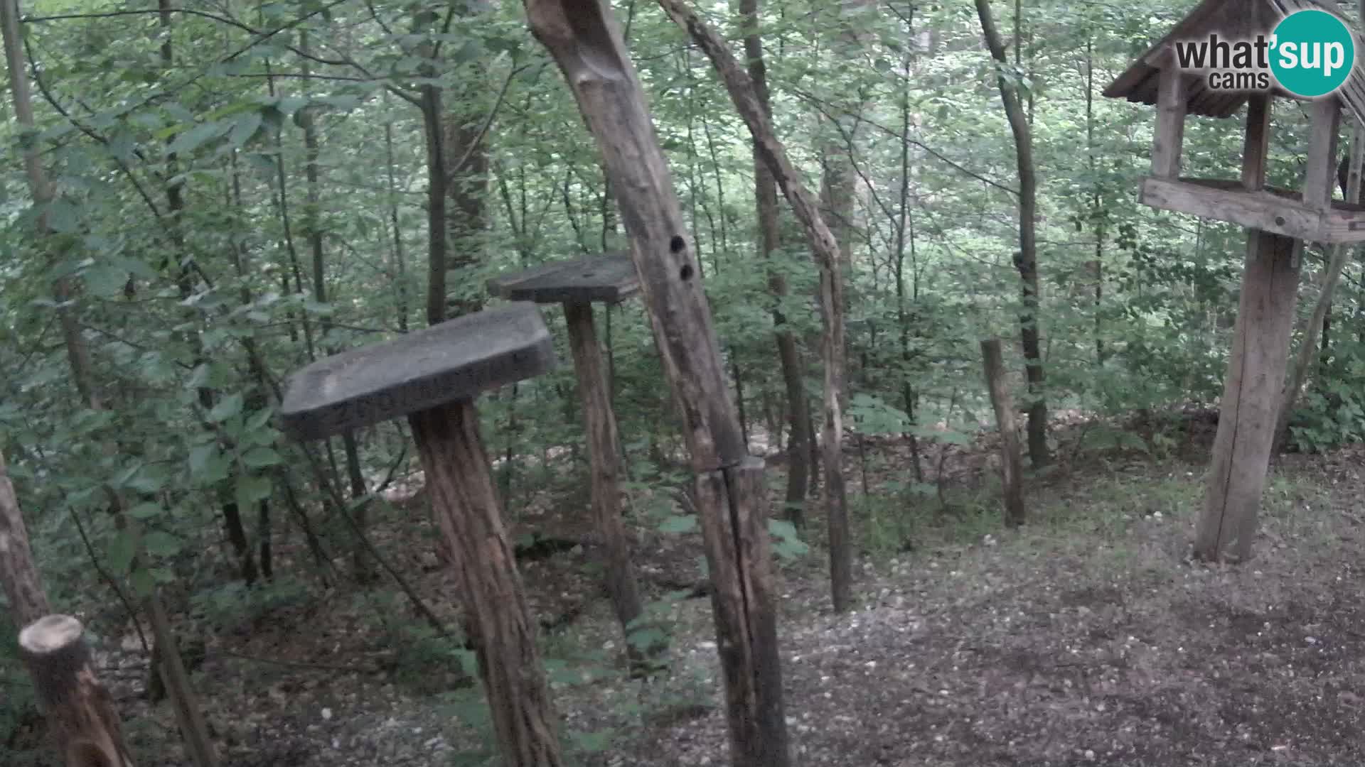 Mangiatoie per uccelli allo ZOO di Lubiana livecam