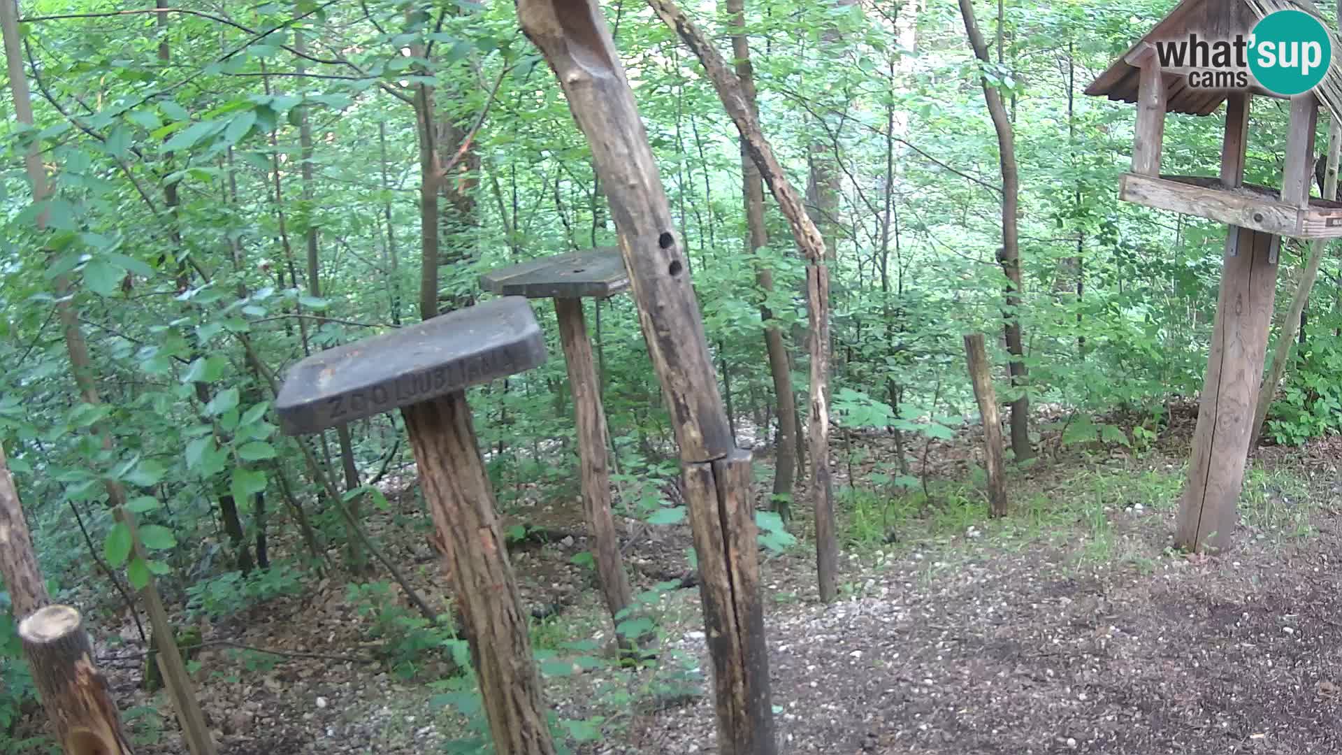 Comederos para pájaros en ZOO Ljubljana camera en vivo
