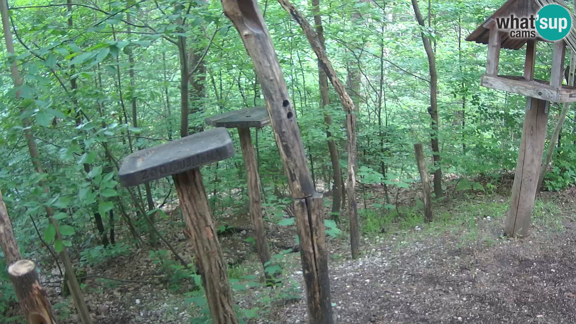Mangeoires pour oiseaux au ZOO live webcam Ljubljana