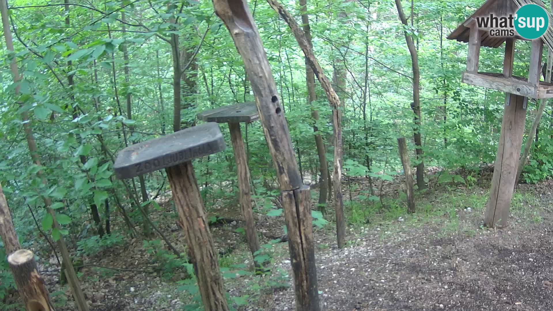 Krmilnice za ptiče v ZOO Ljubljana spletna kamera