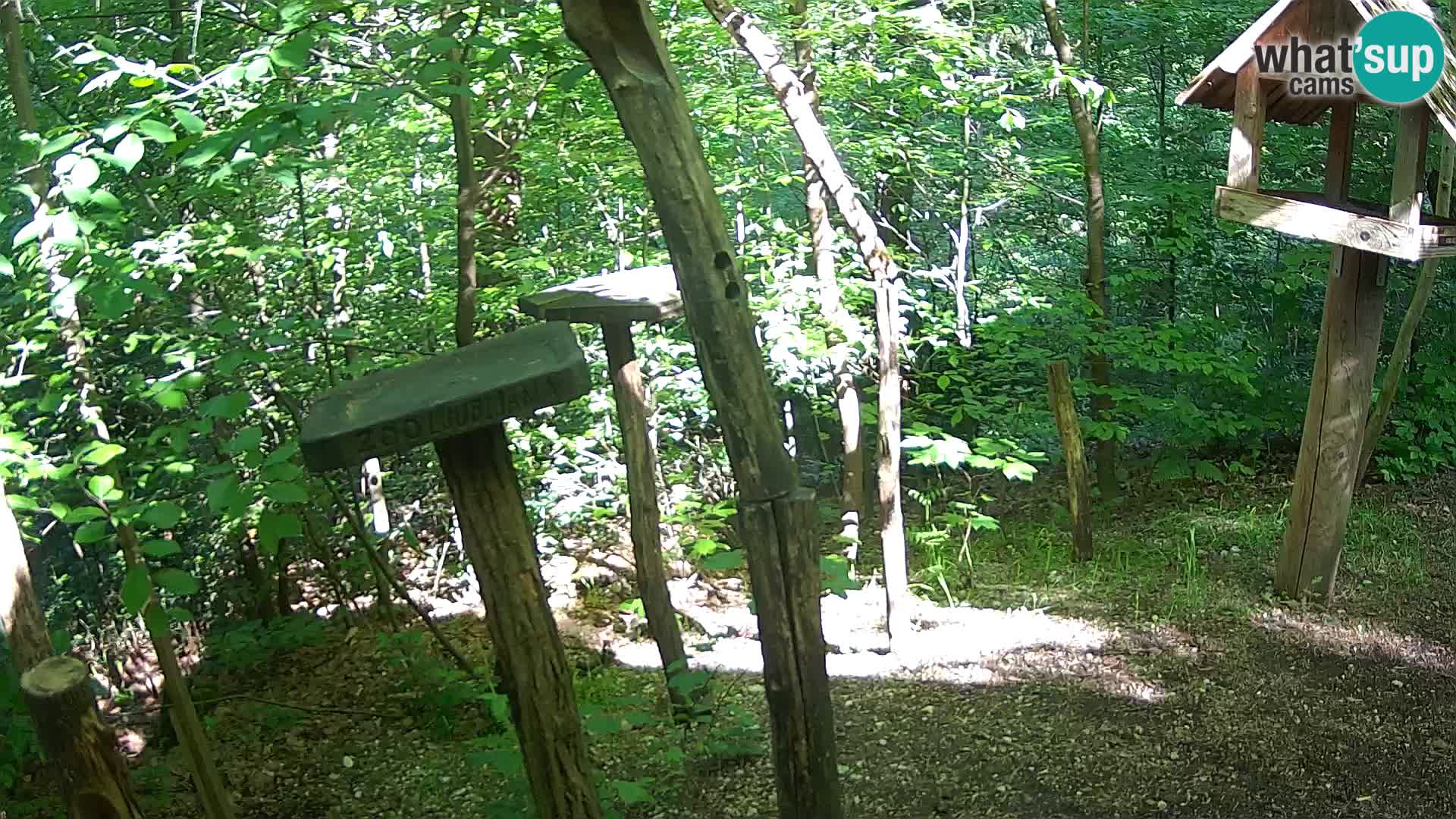 Mangiatoie per uccelli allo ZOO di Lubiana livecam