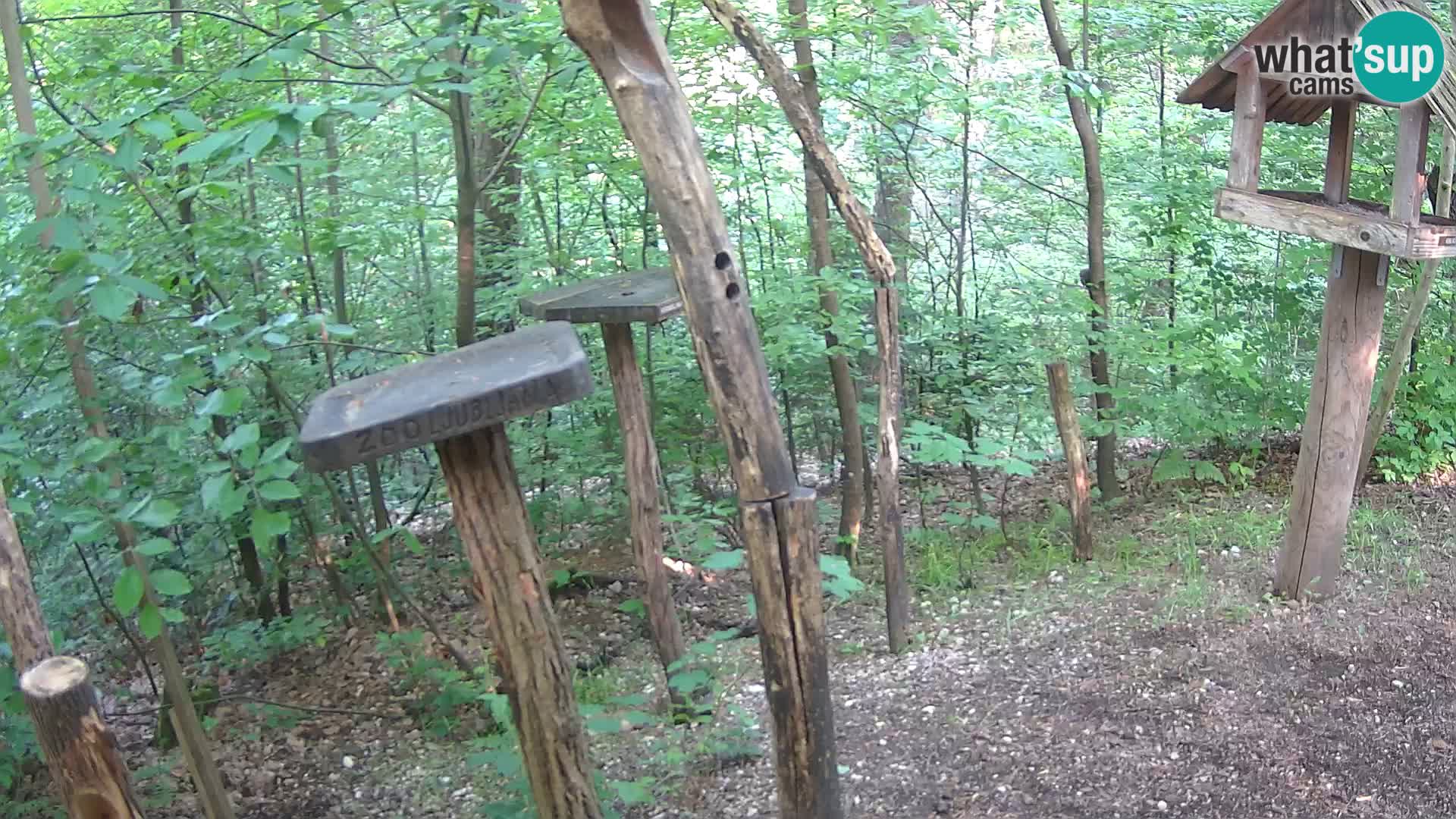 Mangeoires pour oiseaux au ZOO live webcam Ljubljana