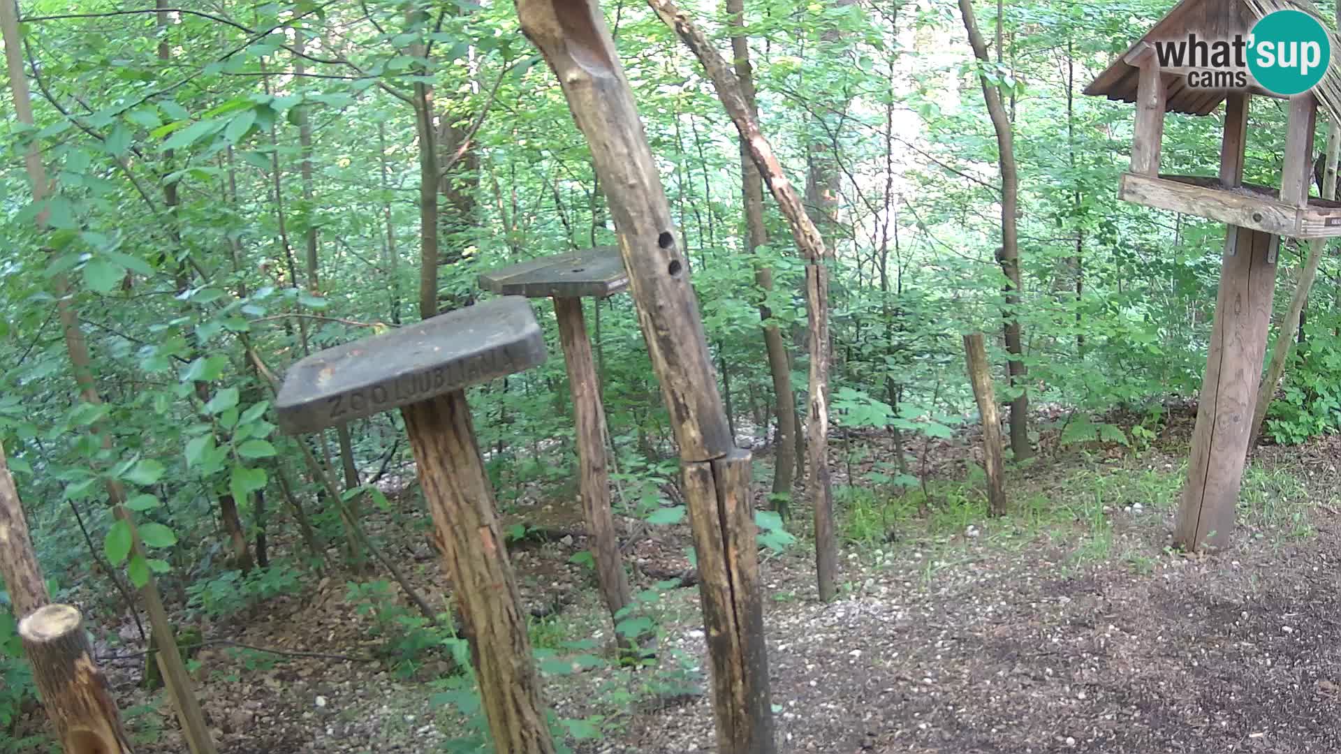 Mangiatoie per uccelli allo ZOO di Lubiana livecam