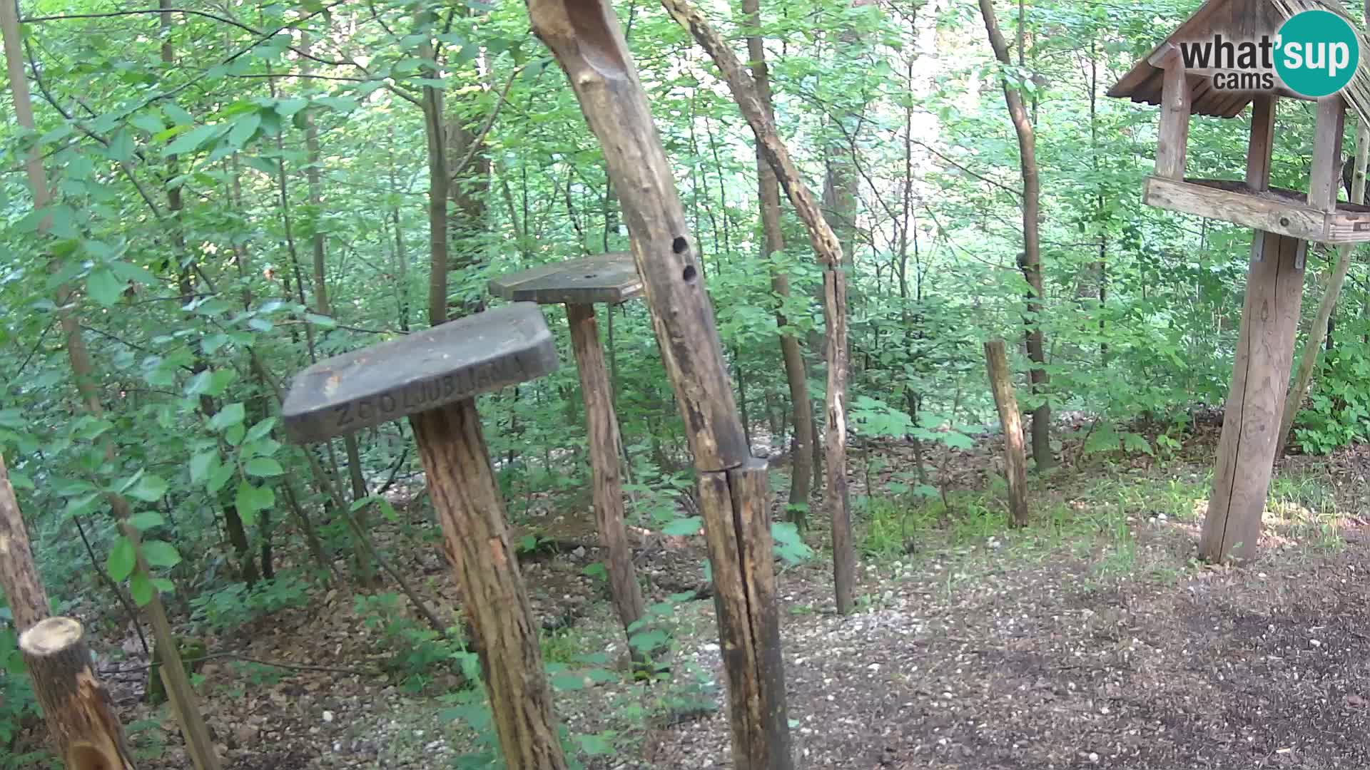 Bird feeders at ZOO Ljubljana webcam