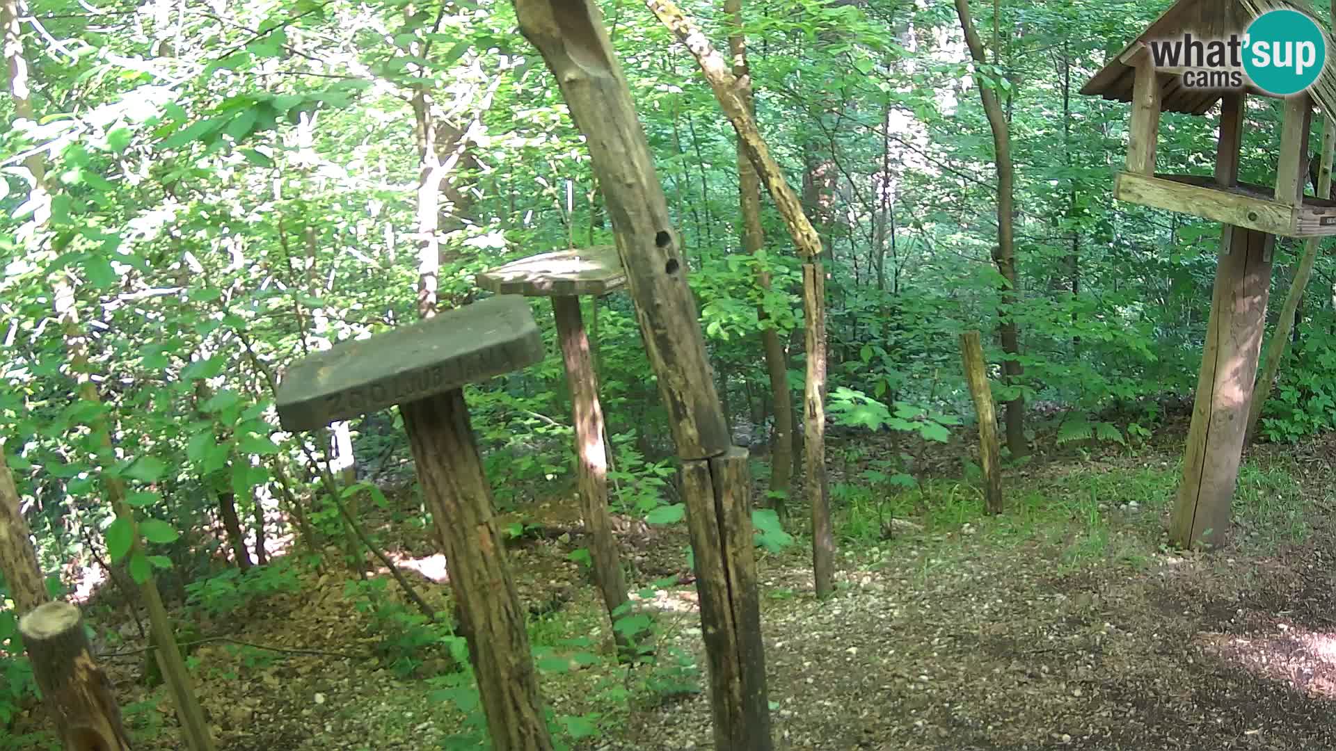 Mangeoires pour oiseaux au ZOO live webcam Ljubljana