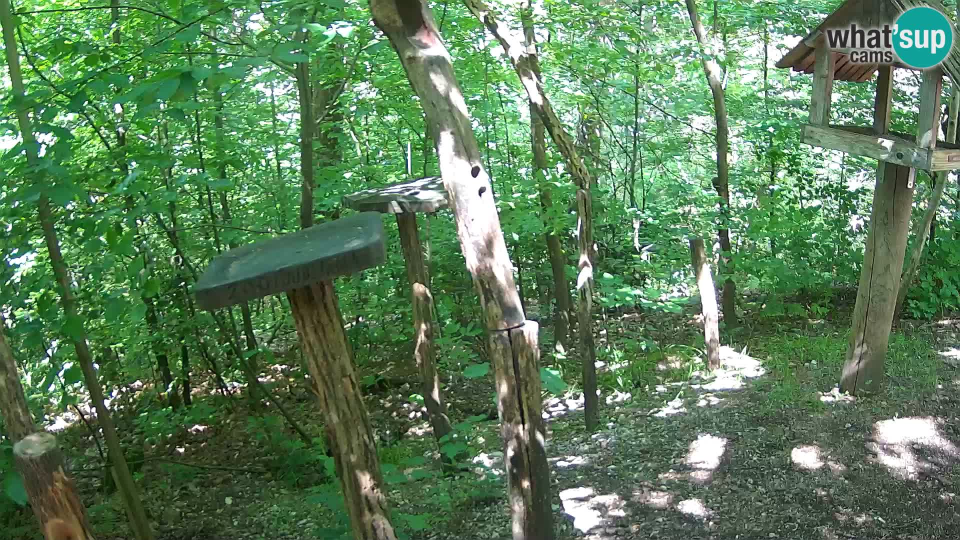 Krmilnice za ptiče v ZOO Ljubljana spletna kamera