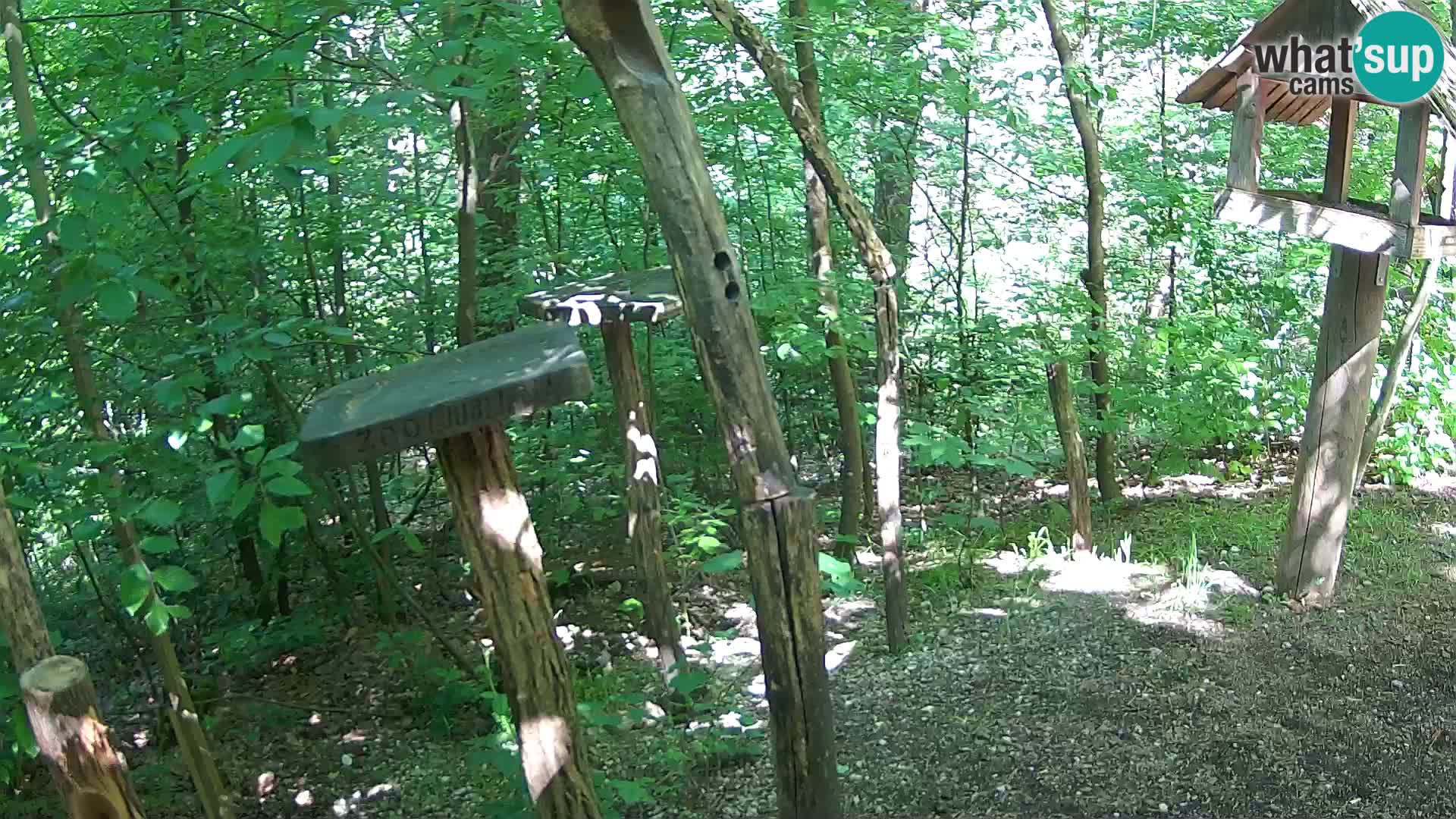 Mangeoires pour oiseaux au ZOO live webcam Ljubljana