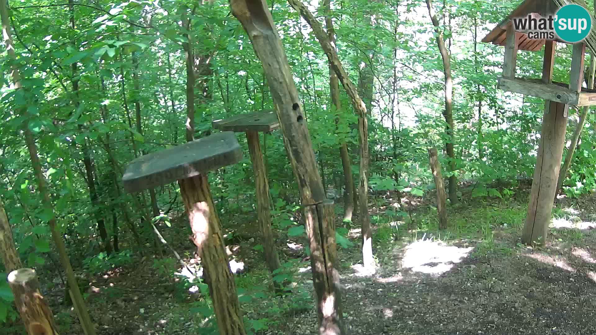 Mangiatoie per uccelli allo ZOO di Lubiana livecam