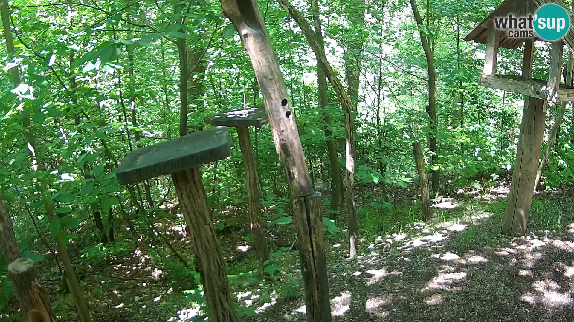 Comederos para pájaros en ZOO Ljubljana camera en vivo