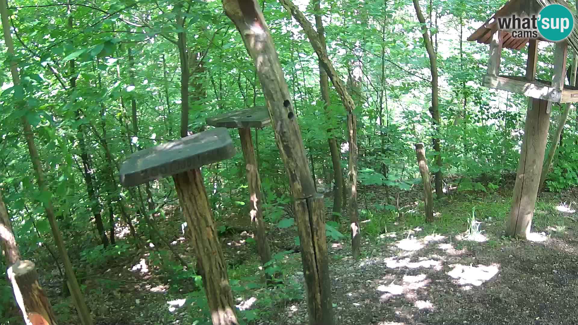 Mangeoires pour oiseaux au ZOO live webcam Ljubljana