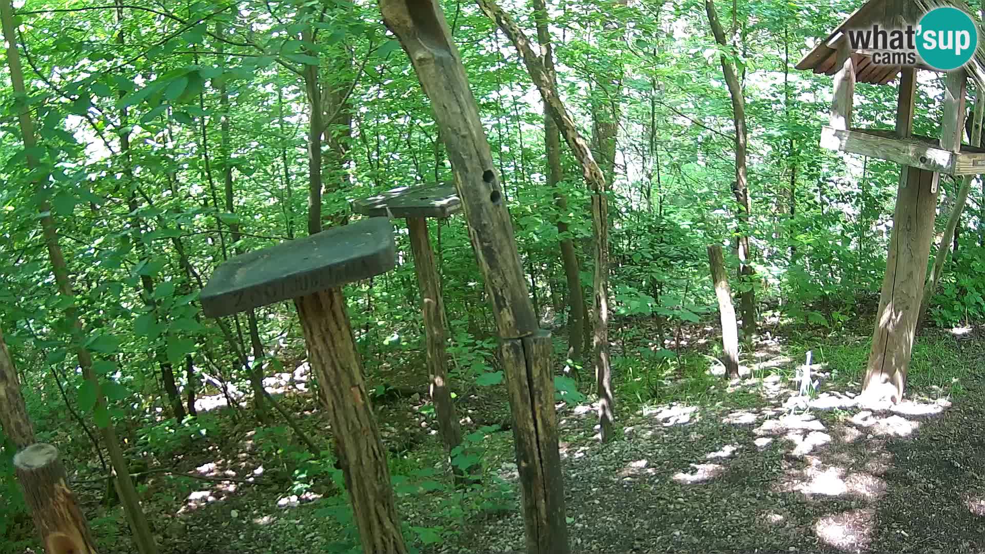 Comederos para pájaros en ZOO Ljubljana camera en vivo