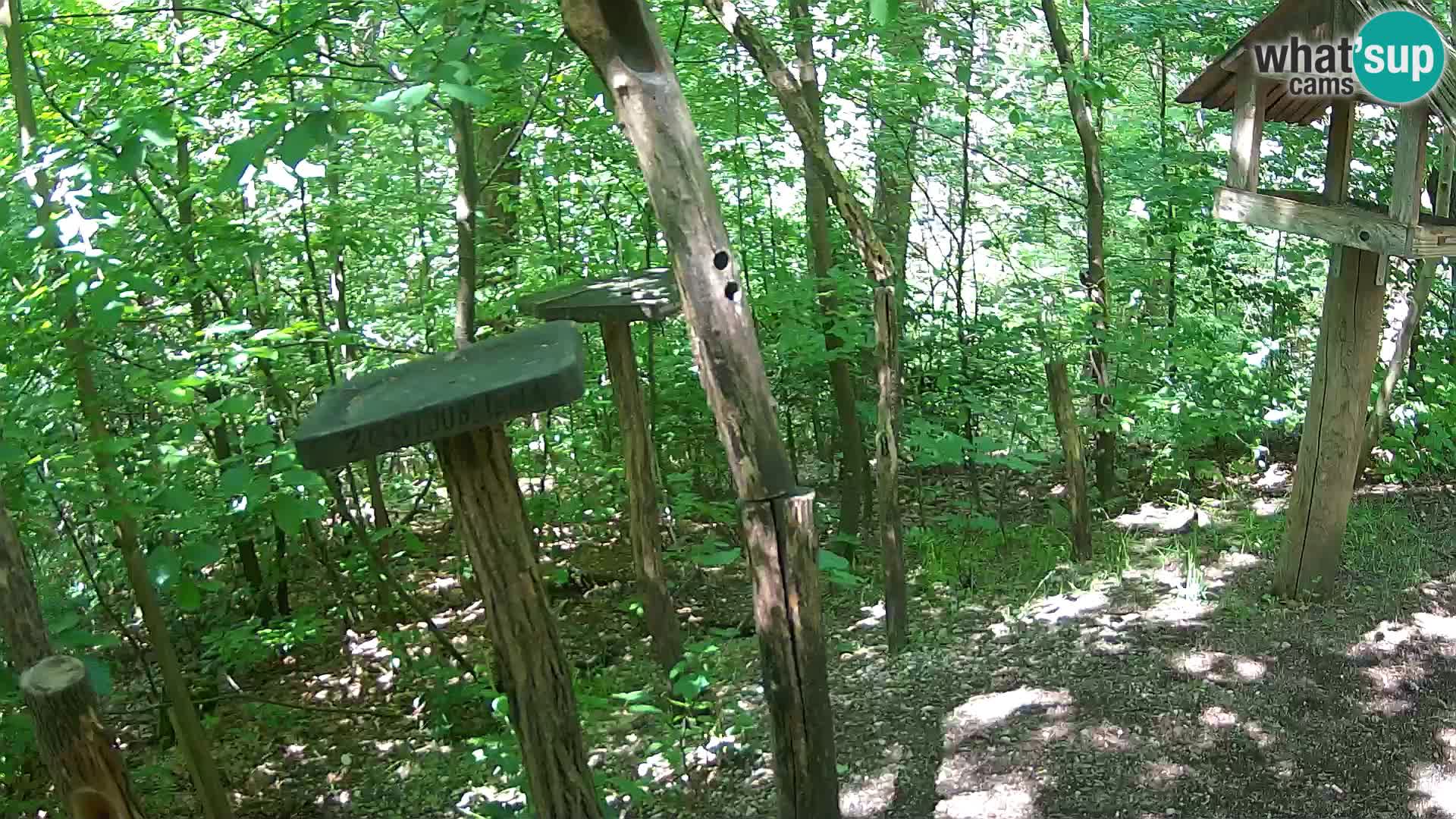 Krmilnice za ptiče v ZOO Ljubljana spletna kamera