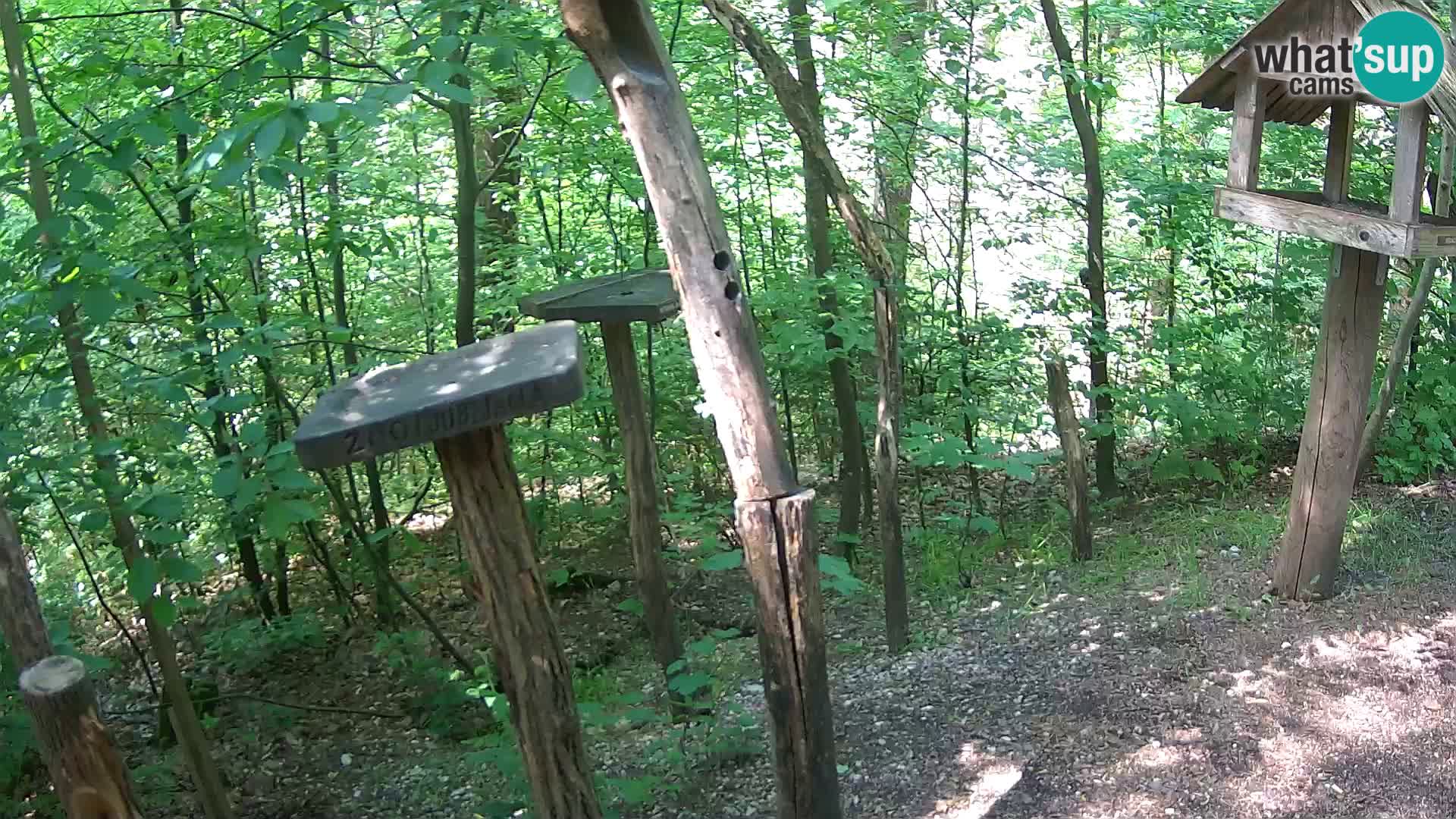Comederos para pájaros en ZOO Ljubljana camera en vivo