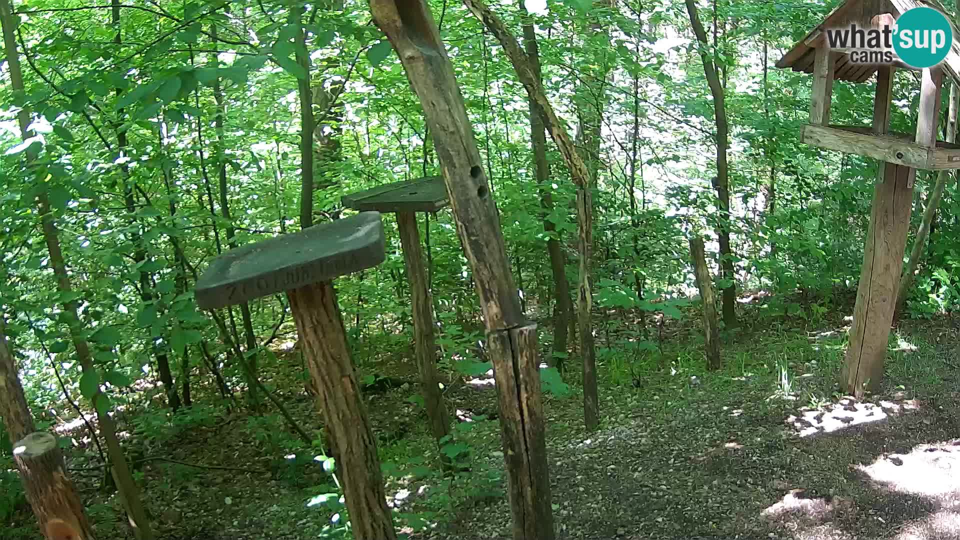 Hranilice za ptice u ZOO web kamera Ljubljana