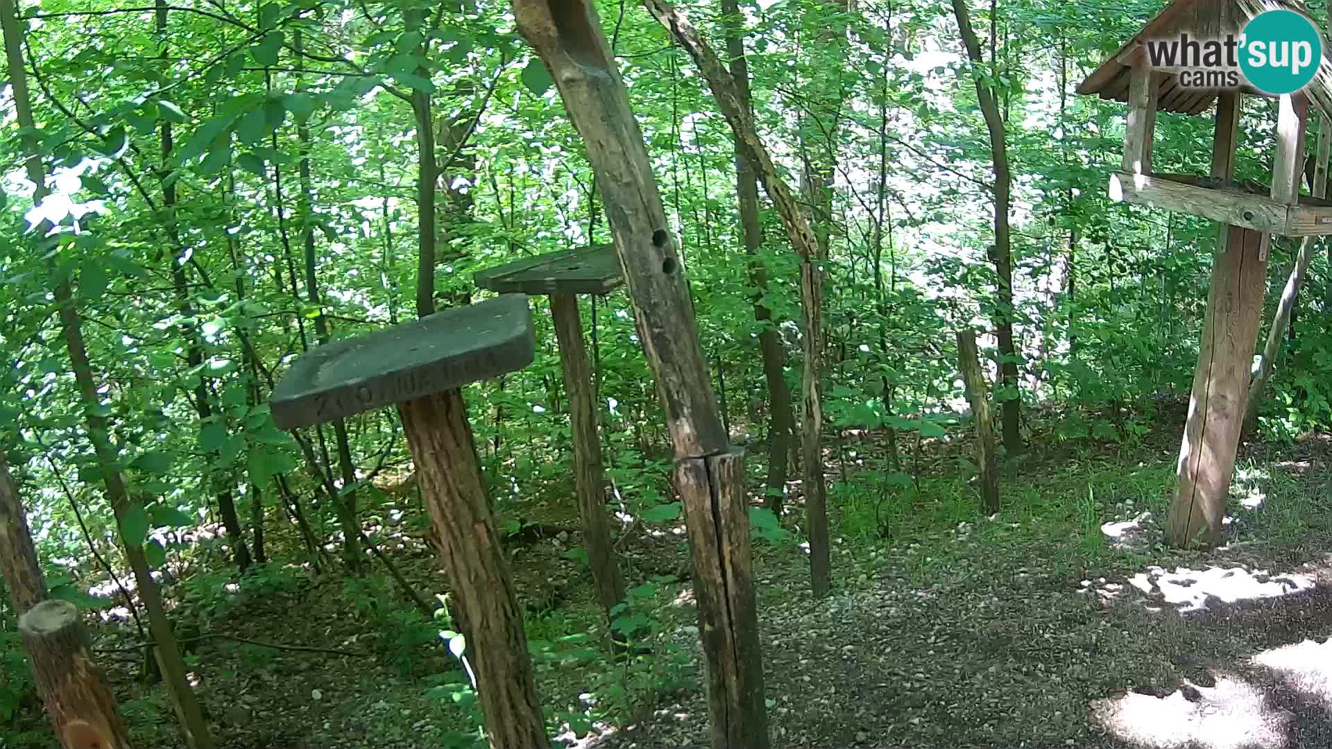 Comederos para pájaros en ZOO Ljubljana camera en vivo