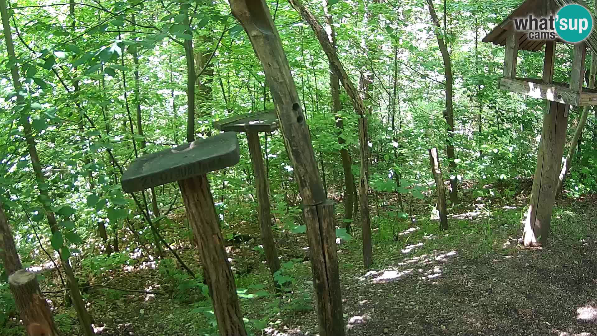 Krmilnice za ptiče v ZOO Ljubljana spletna kamera