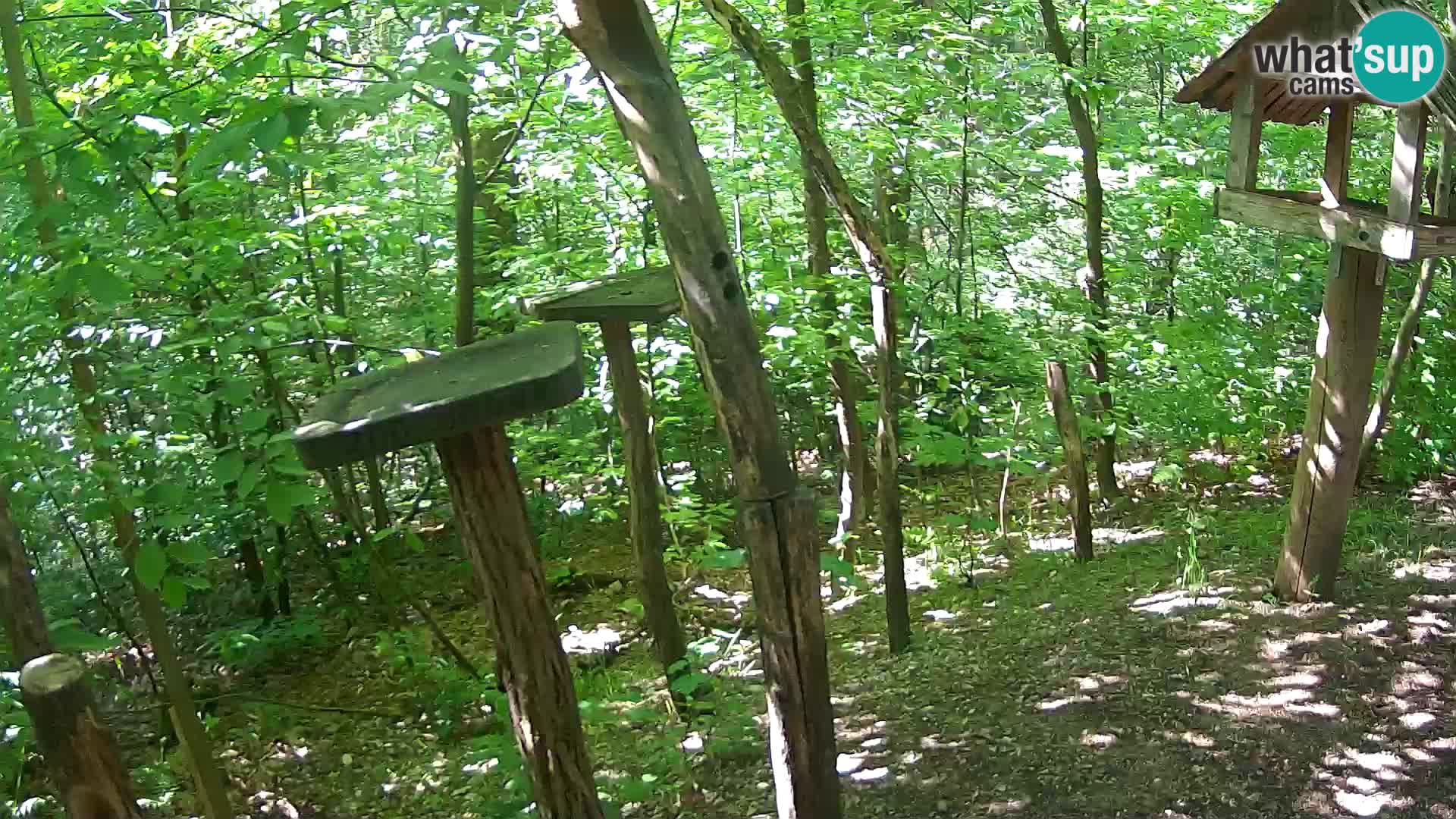 Mangiatoie per uccelli allo ZOO di Lubiana livecam