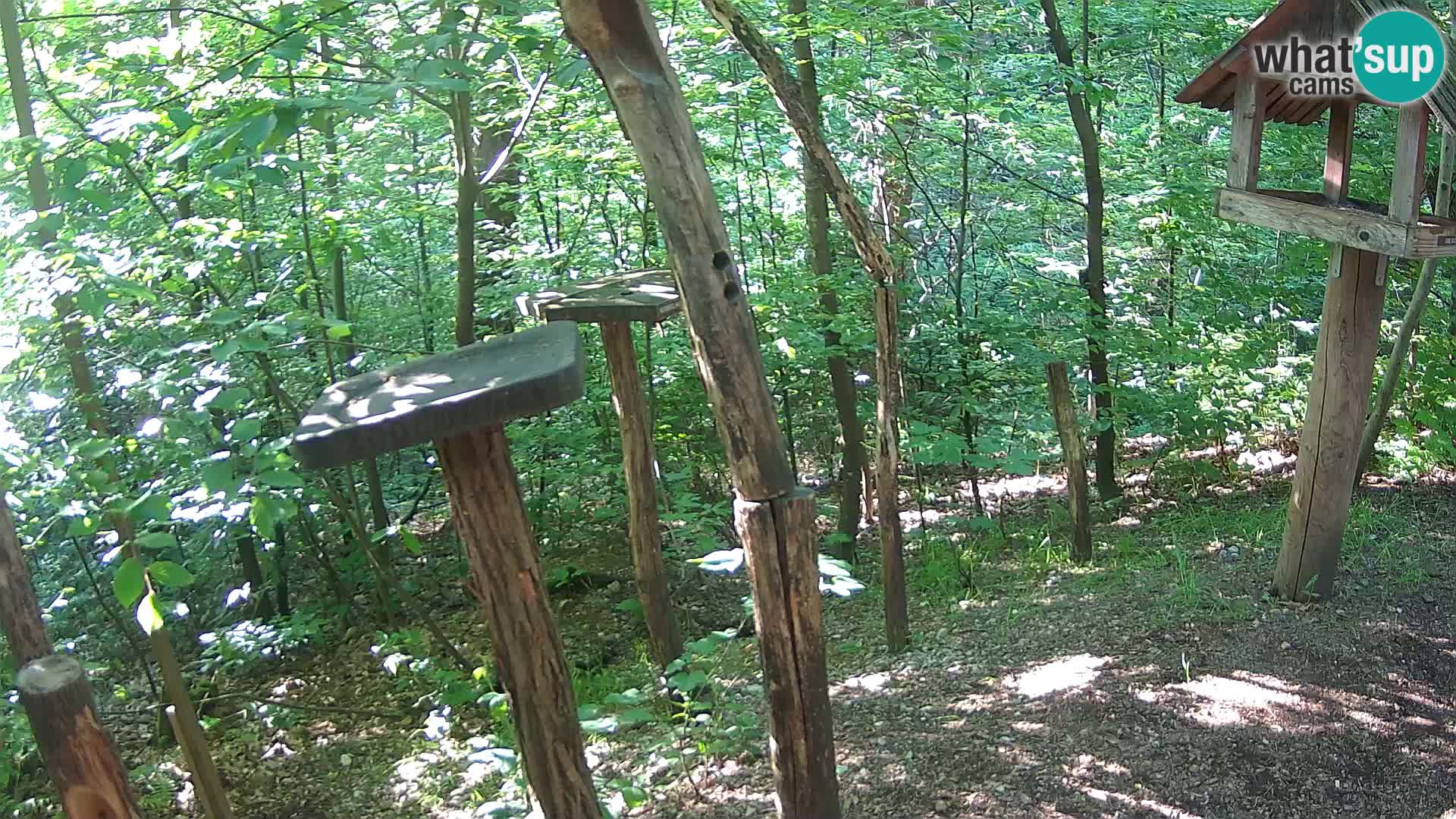 Mangeoires pour oiseaux au ZOO live webcam Ljubljana