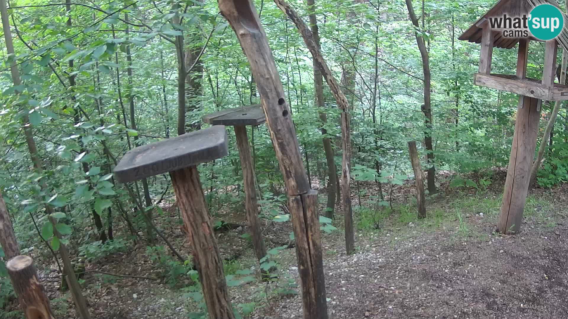 Vogelfutterhäuschen im ZOO webcam Ljubljana