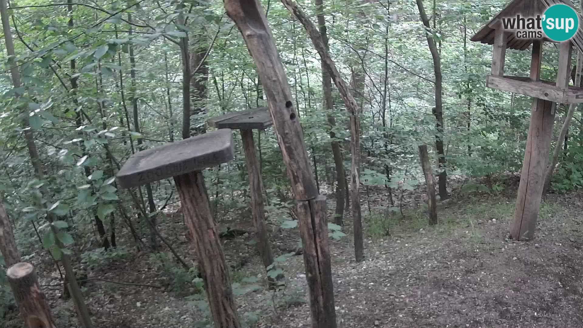 Krmilnice za ptiče v ZOO Ljubljana spletna kamera