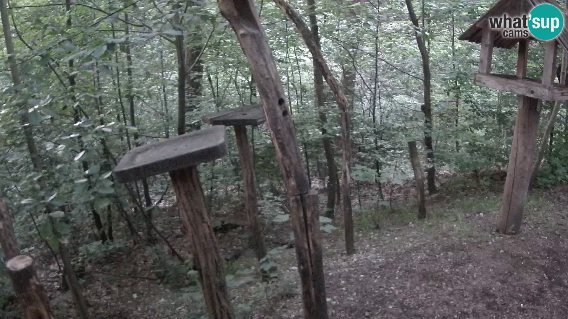 Krmilnice za ptiče v ZOO Ljubljana spletna kamera