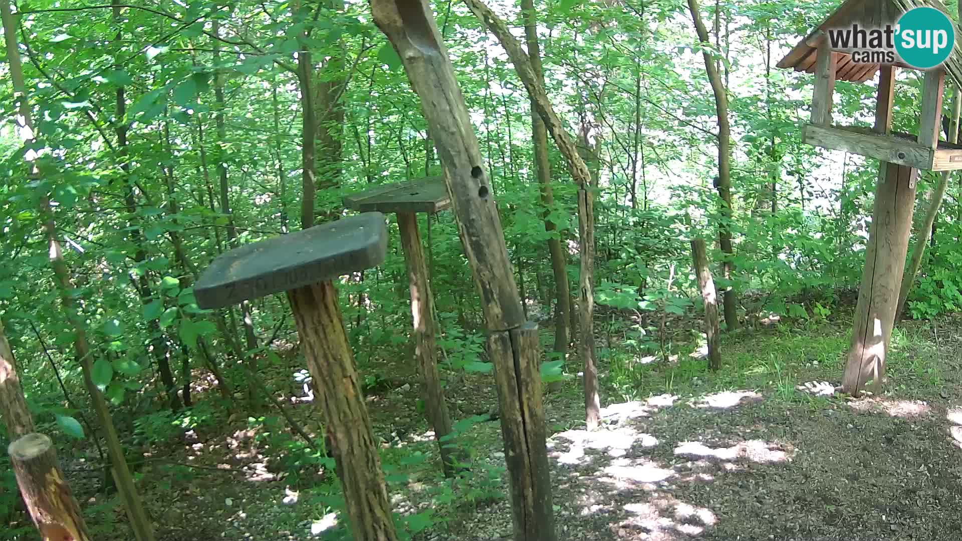 Mangiatoie per uccelli allo ZOO di Lubiana livecam